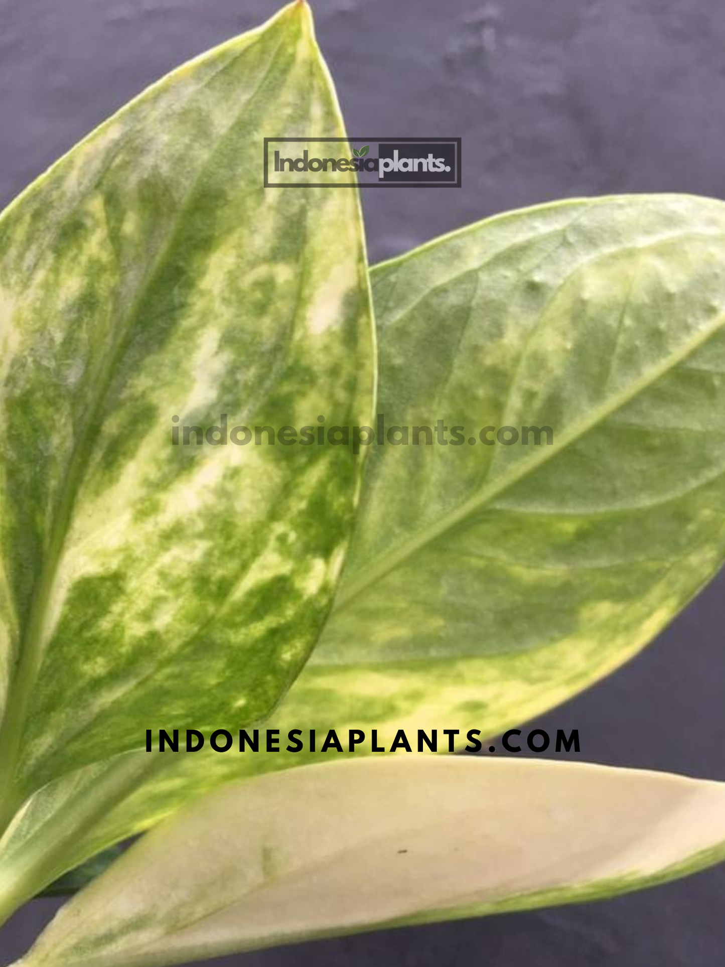 Back view of Anthurium Jenmanii Variegated leaves, highlighting their robust texture and variegated patterns