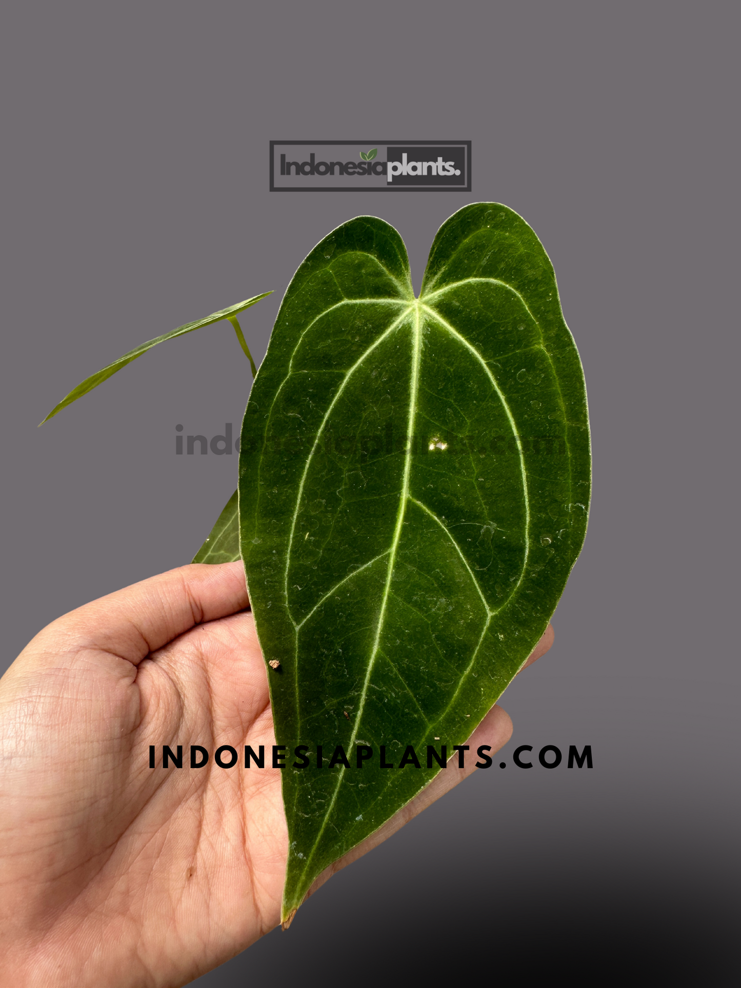 Anthurium Hybrid Norte