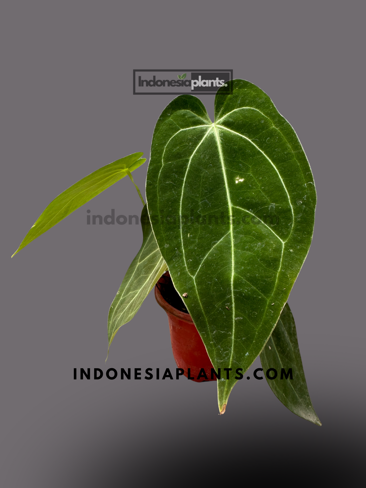 Anthurium Hybrid Norte