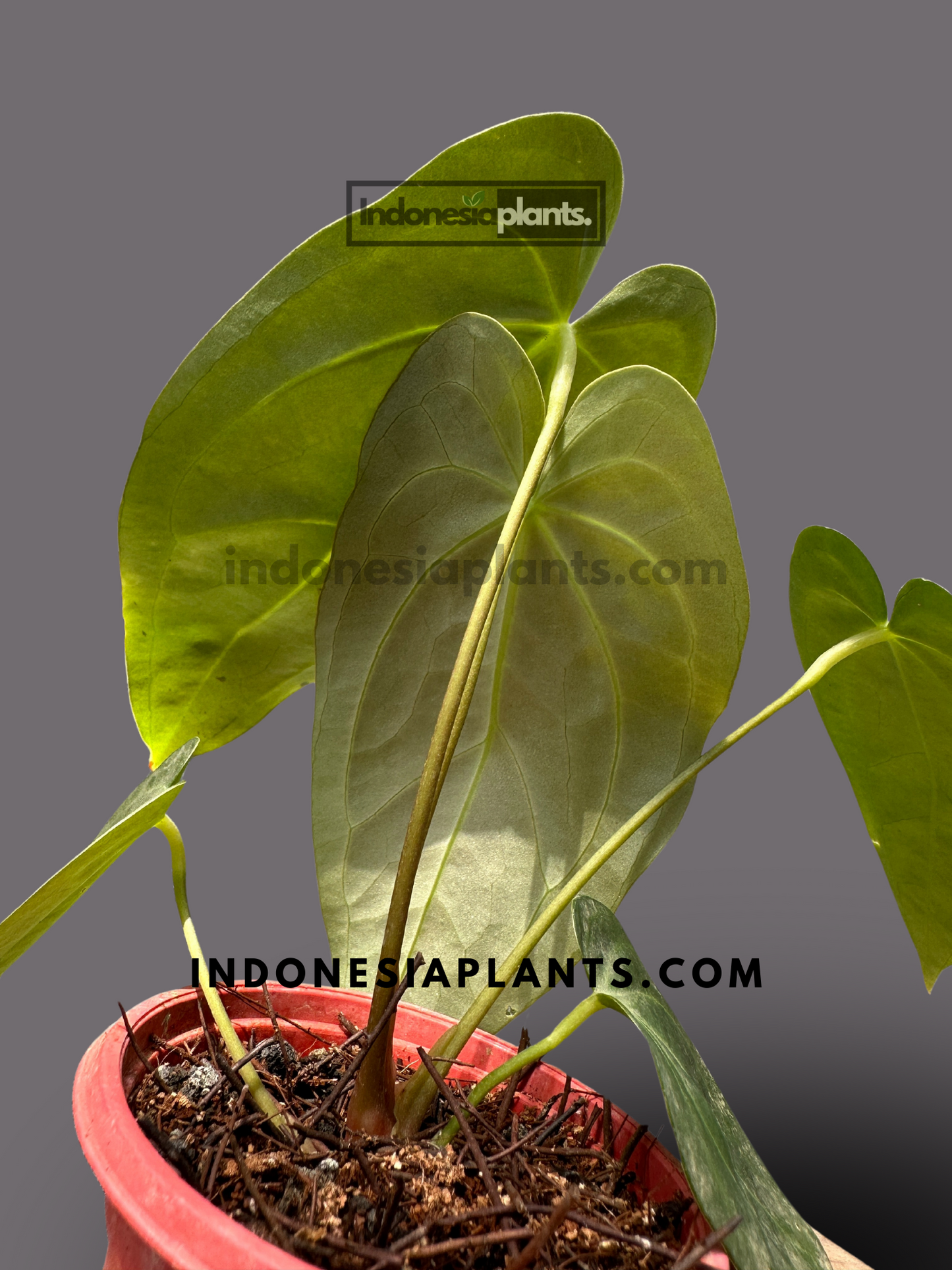 Anthurium Hybrid Norte