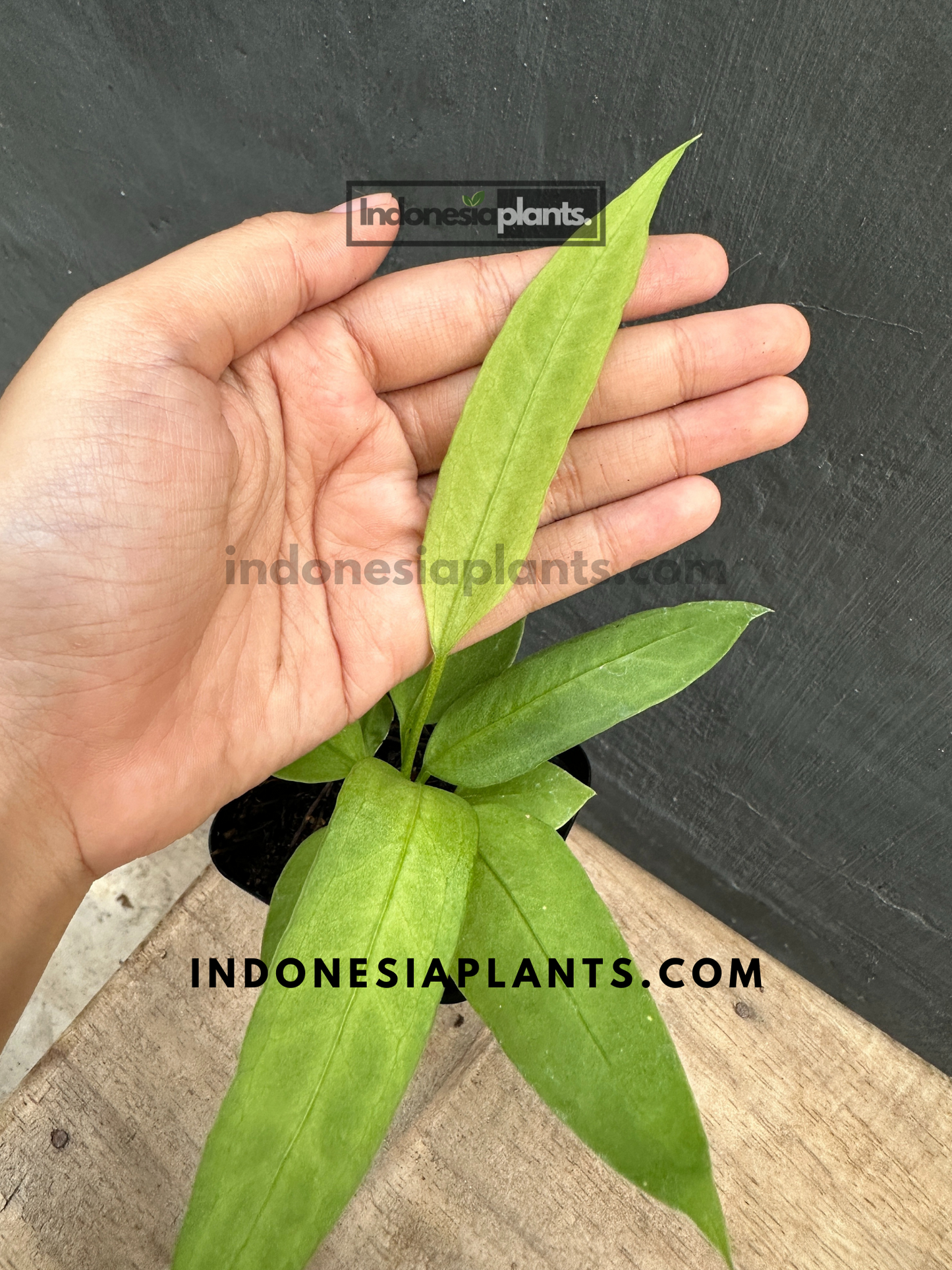 Anthurium Vittarifolium