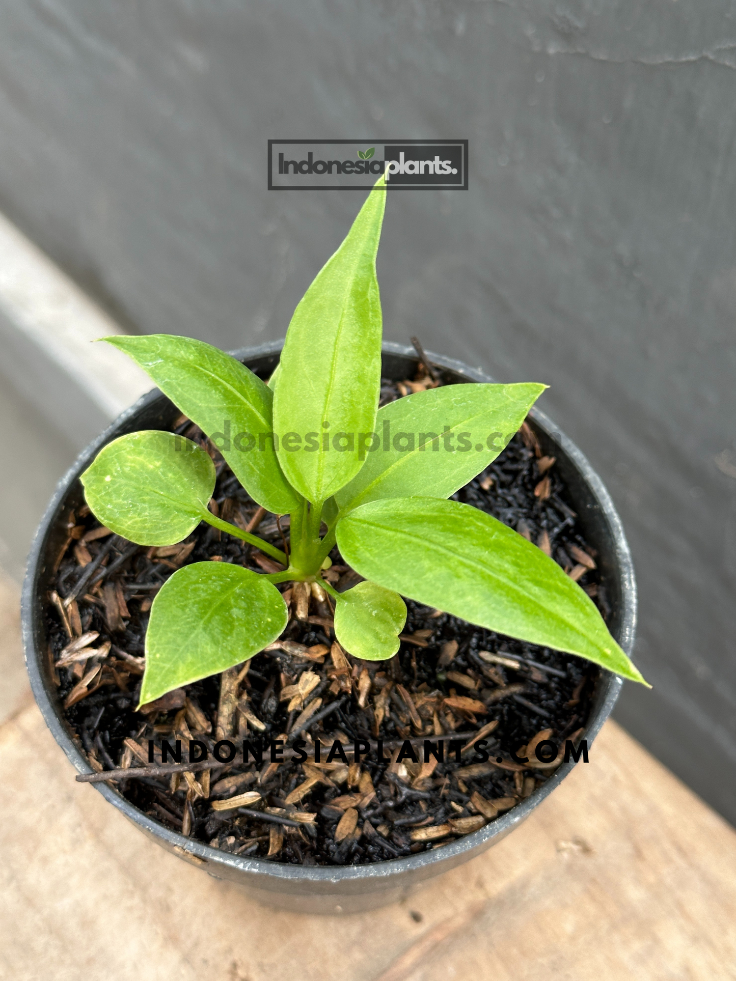Anthurium Vittarifolium baby size