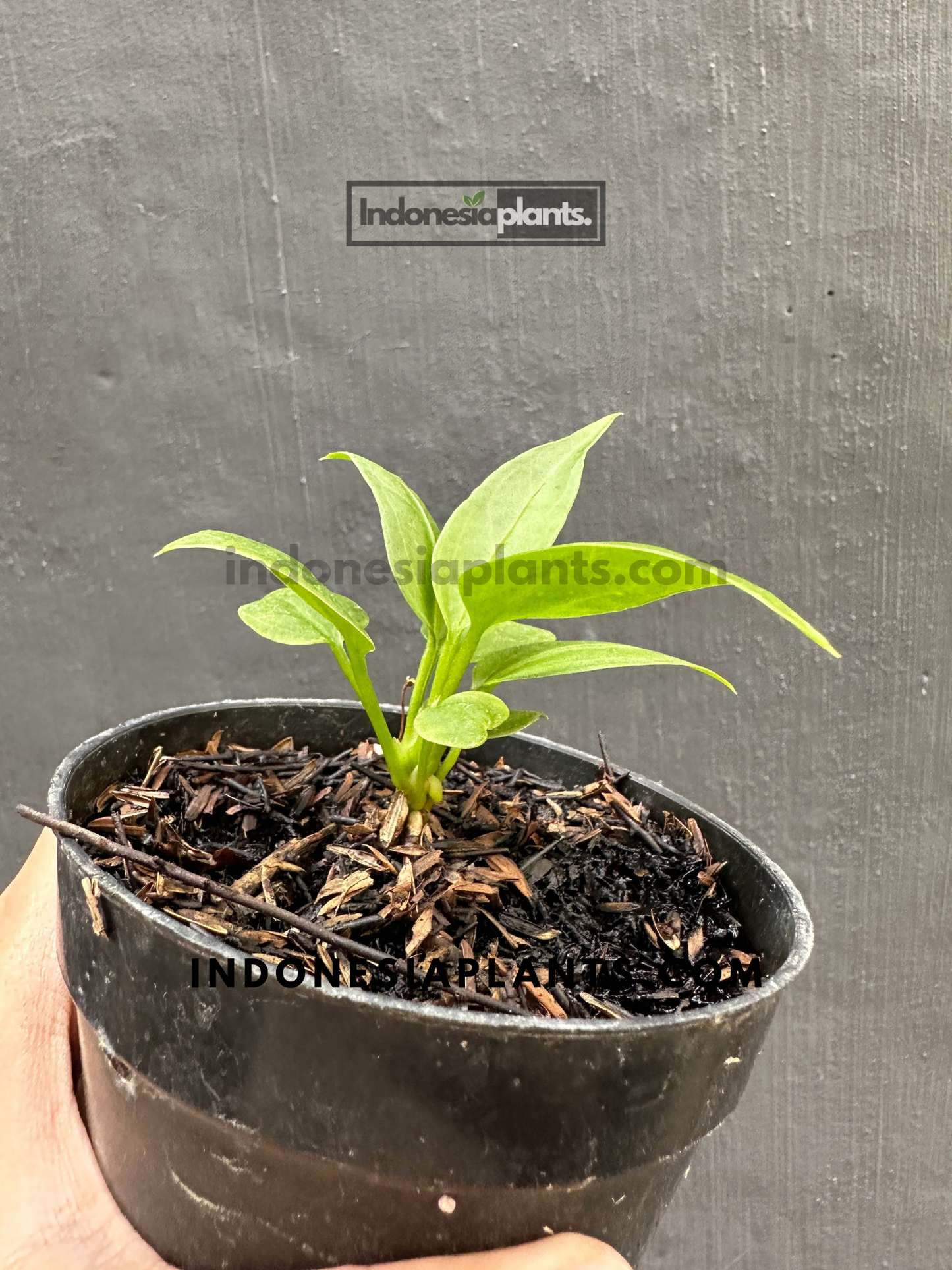 Anthurium Vittarifolium baby size