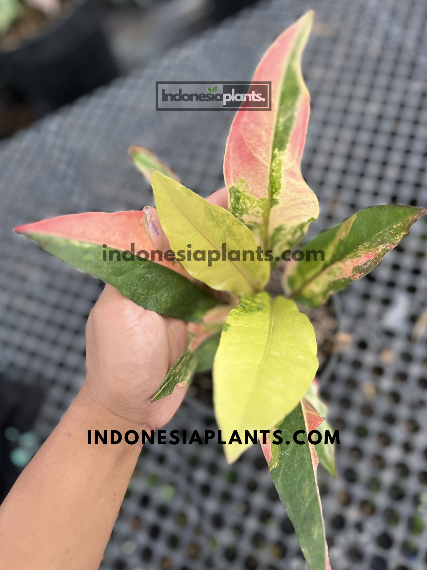 Top view of Anthurium Hookeri Pink Tricolor displaying colorful pink, cream, green, and bright yellow emerging leaves.