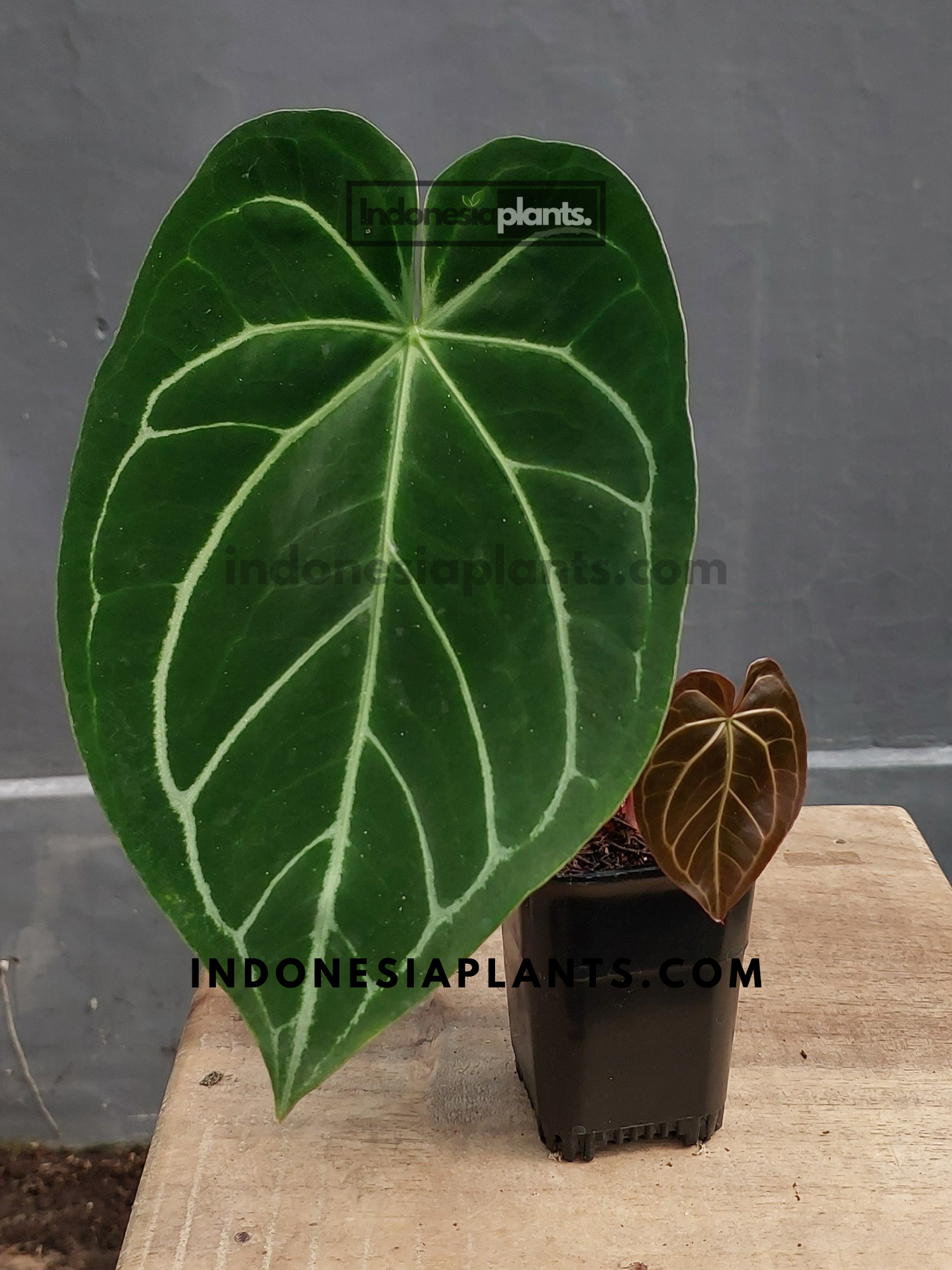 anthurium magnificum size Anthurium Magnificum – INDONESIAPLANTS
