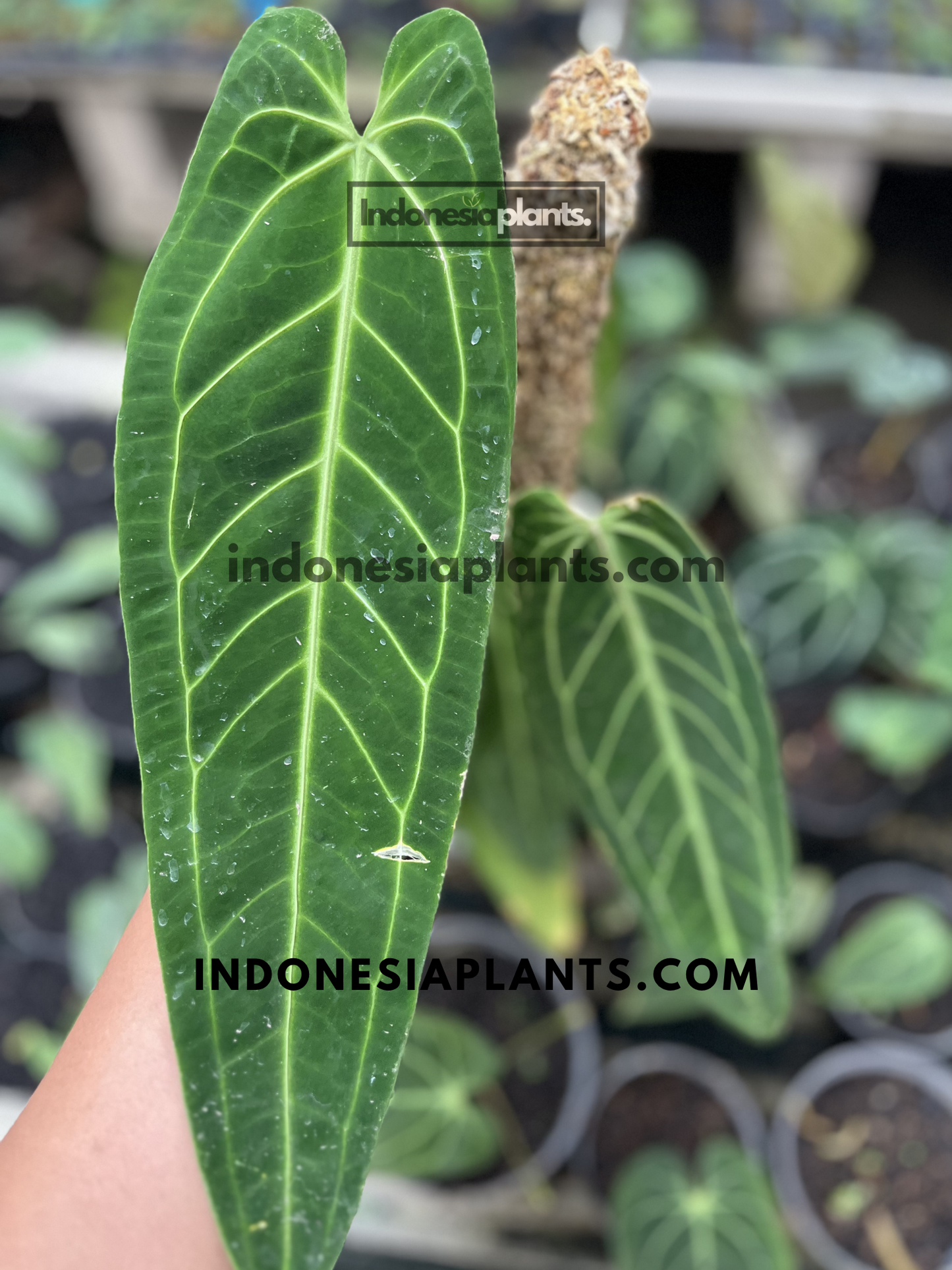 Anthurium Queen Warocqueanum featuring a long dark green velvety leaf with bright silver veins.