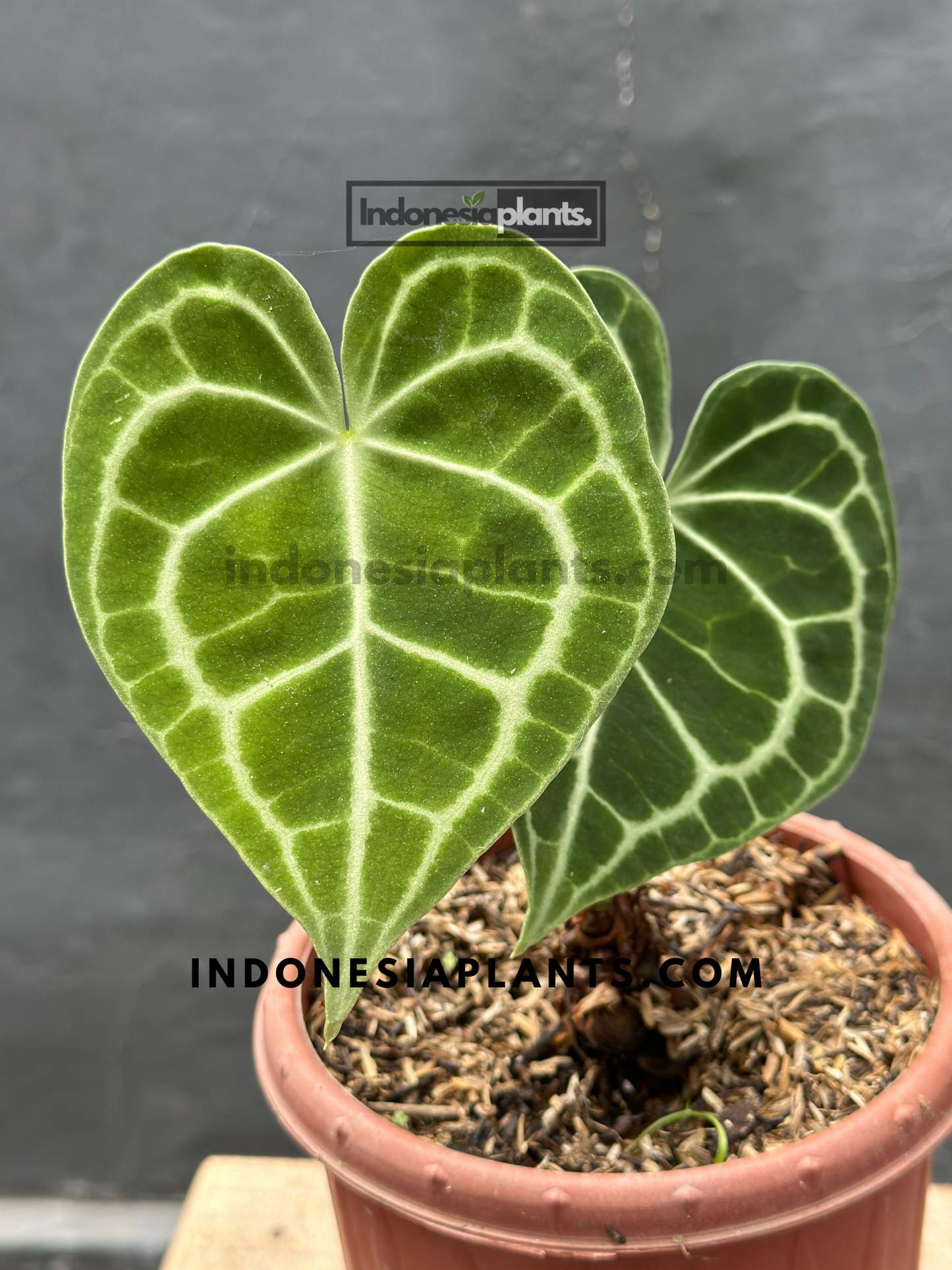 Front view of Anthurium Clarinervium Medium showcasing its heart-shaped dark green leaves with white veins.