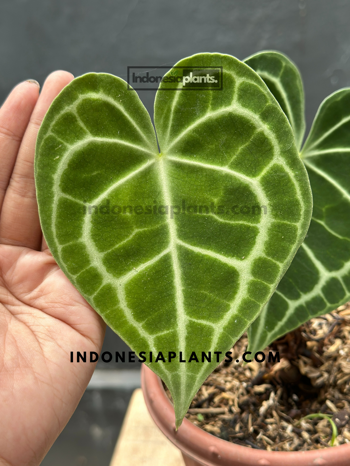 Anthurium Clarinervium Medium held by hands, displaying its elegant heart-shaped leaves with white veining.