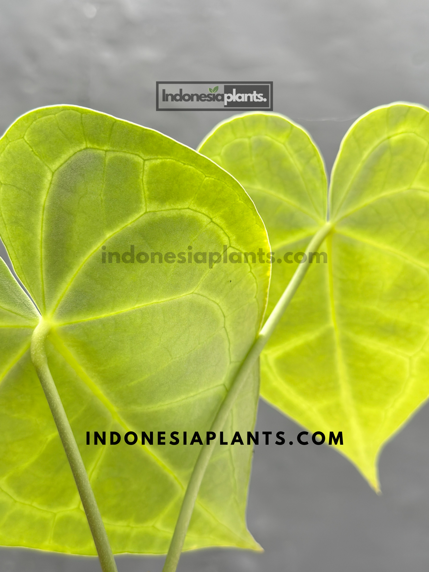 Back view of Anthurium Clarinervium Medium leaves, highlighting the intricate white veins and textured surface.