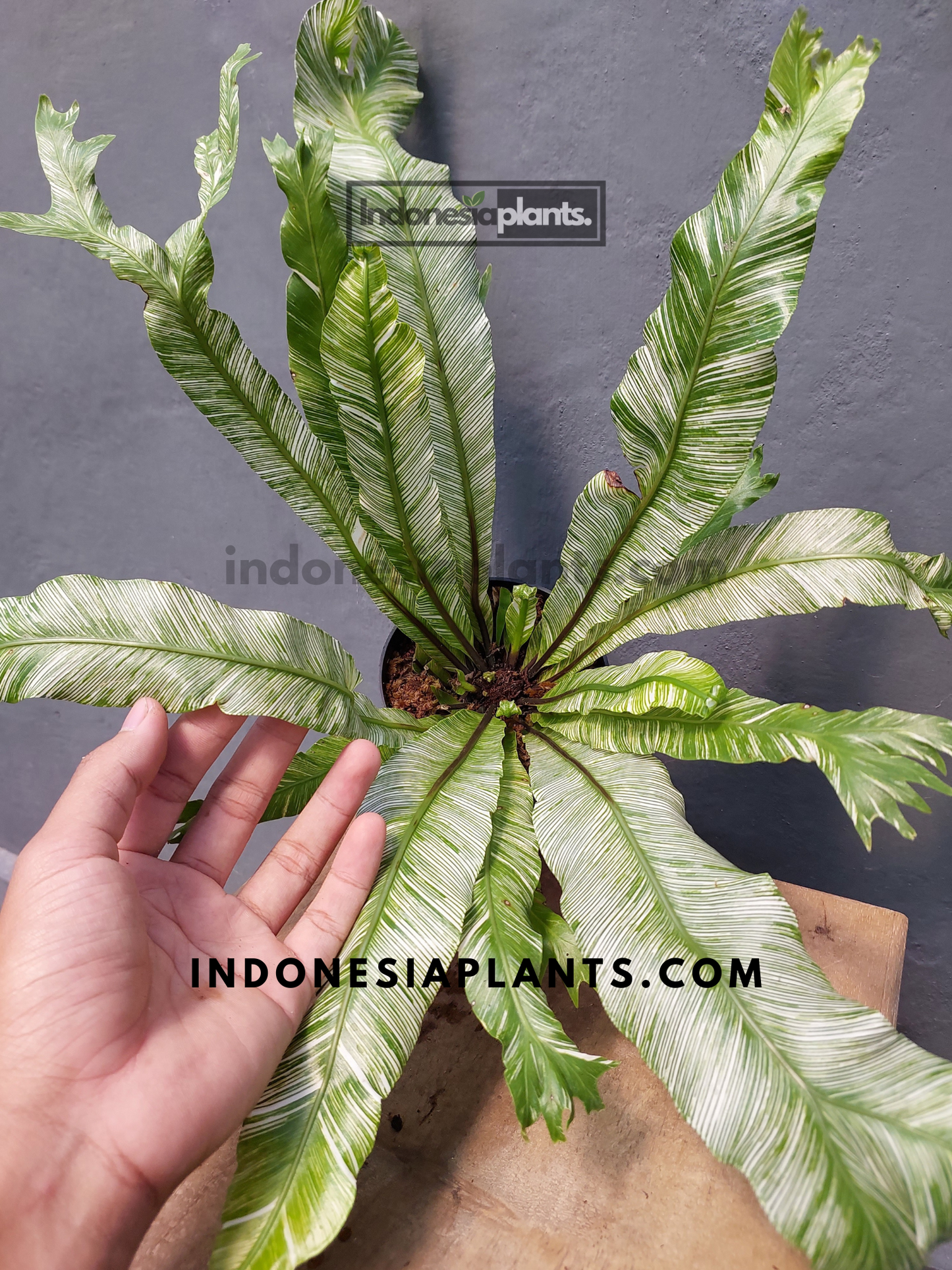 Asplenium Nidus Bird Nest Fern Variegated with long wavy green leaves and creamy variegation on wooden base