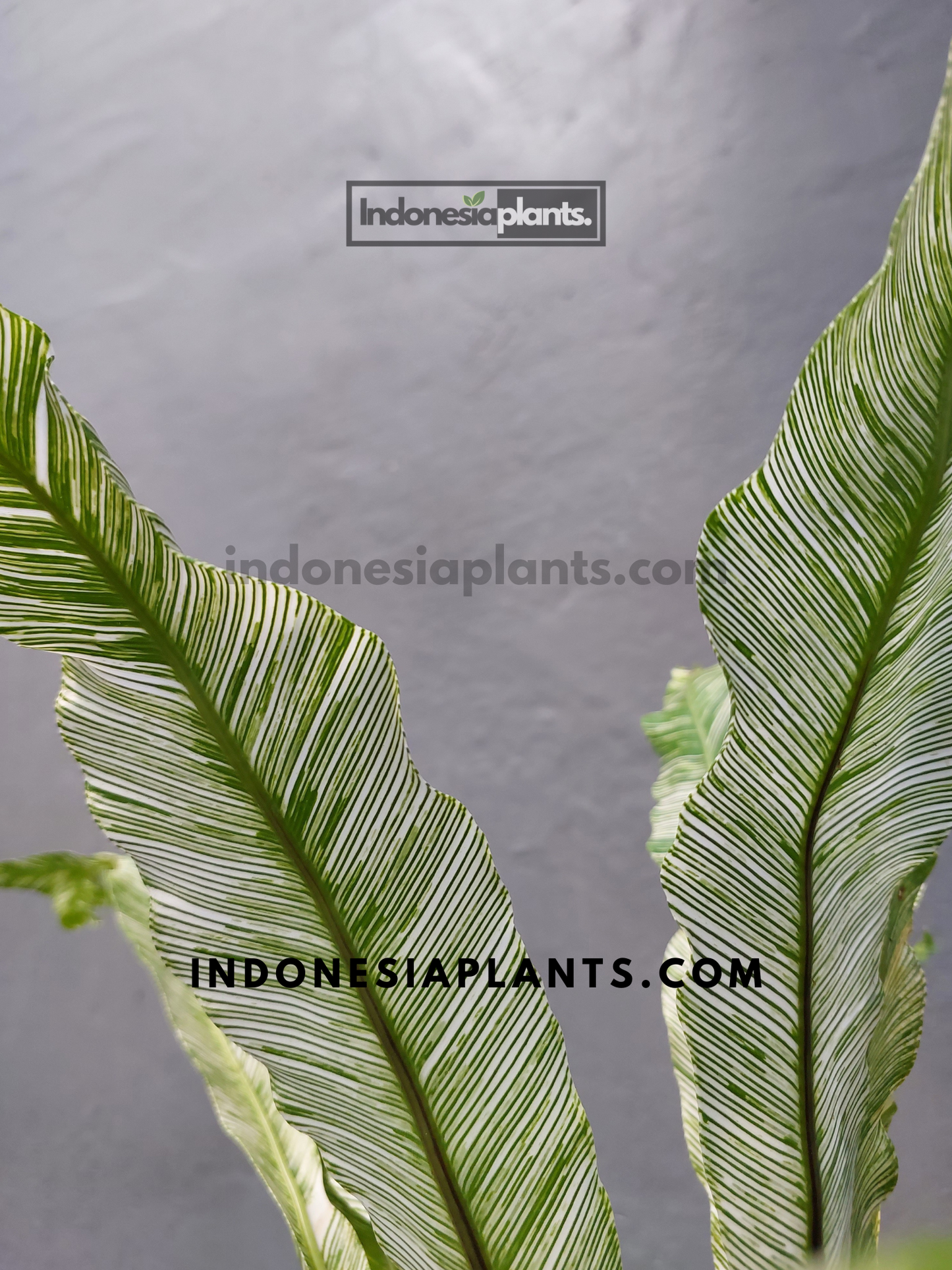Side angle of Asplenium Nidus Bird Nest Fern Variegated showing bright creamy midrib and vibrant green tones