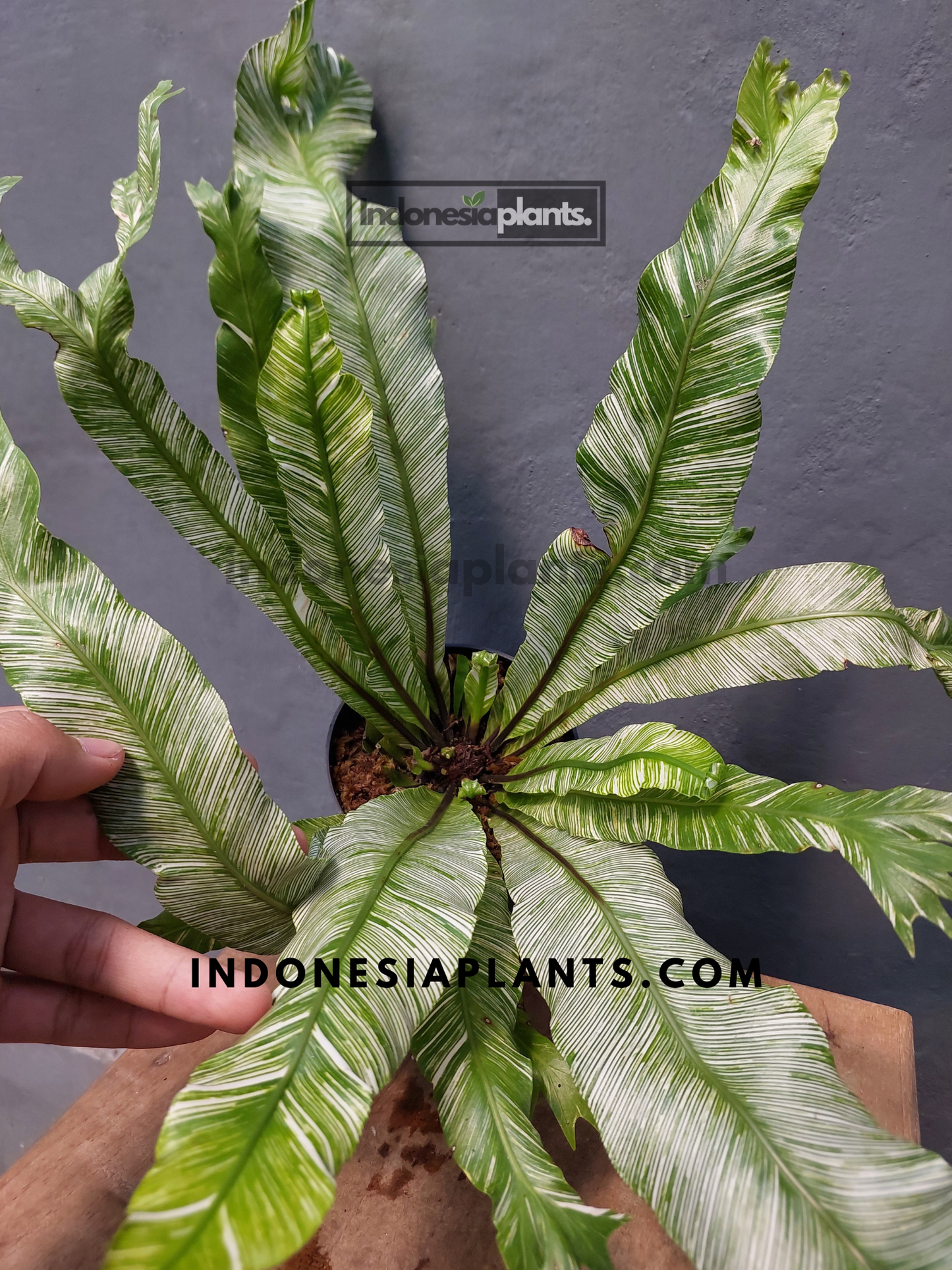 Top view of lush Asplenium Nidus Bird Nest Fern Variegated with symmetrical foliage and detailed leaf texture