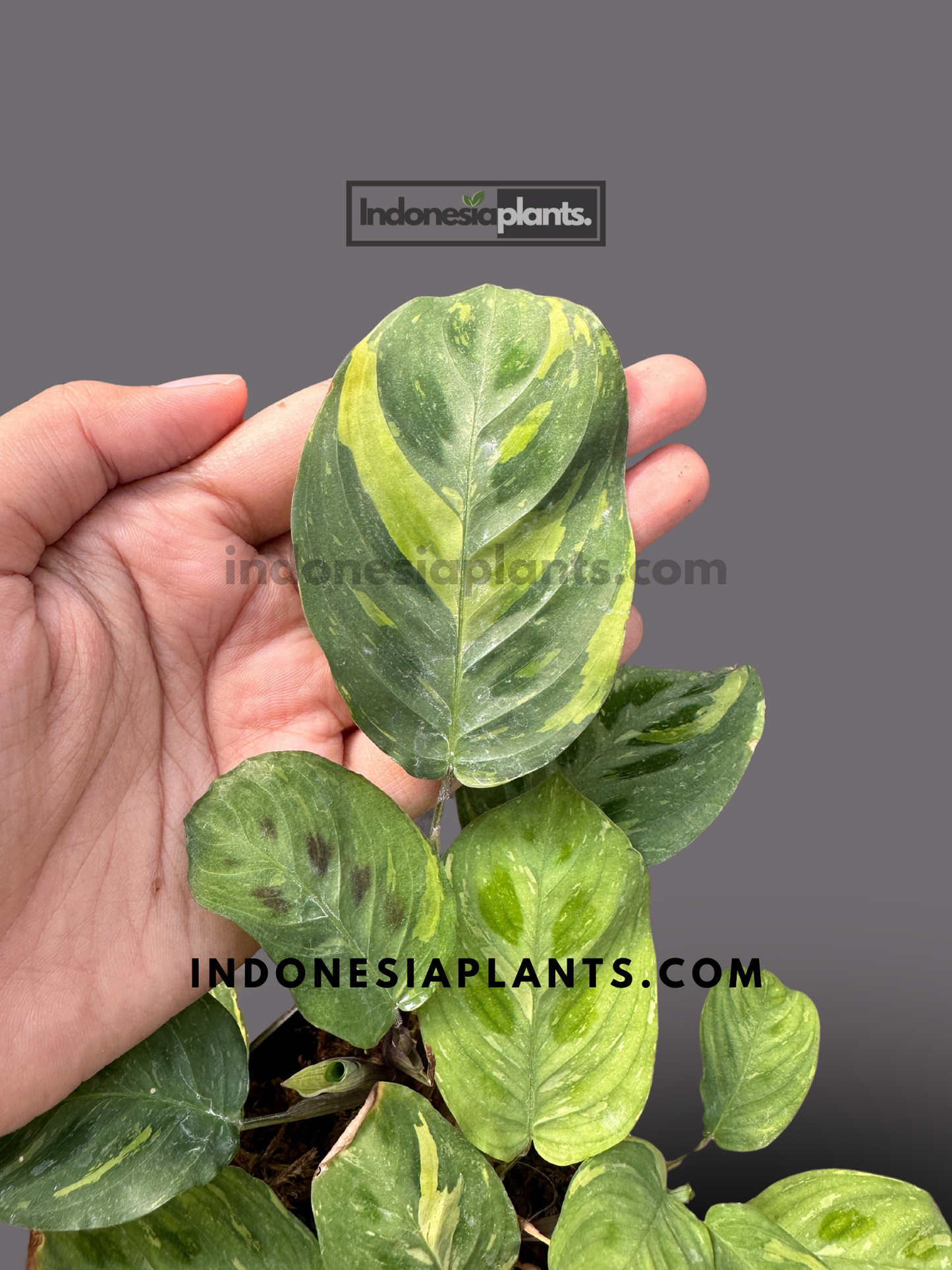 Calathea Levonero Maranta Leuconeura Variegated