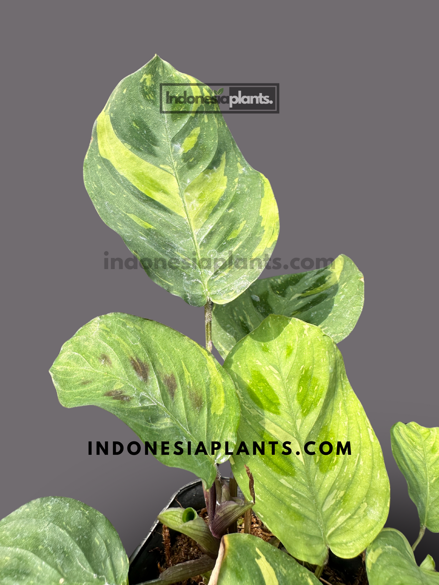 Calathea Levonero Maranta Leuconeura Variegated