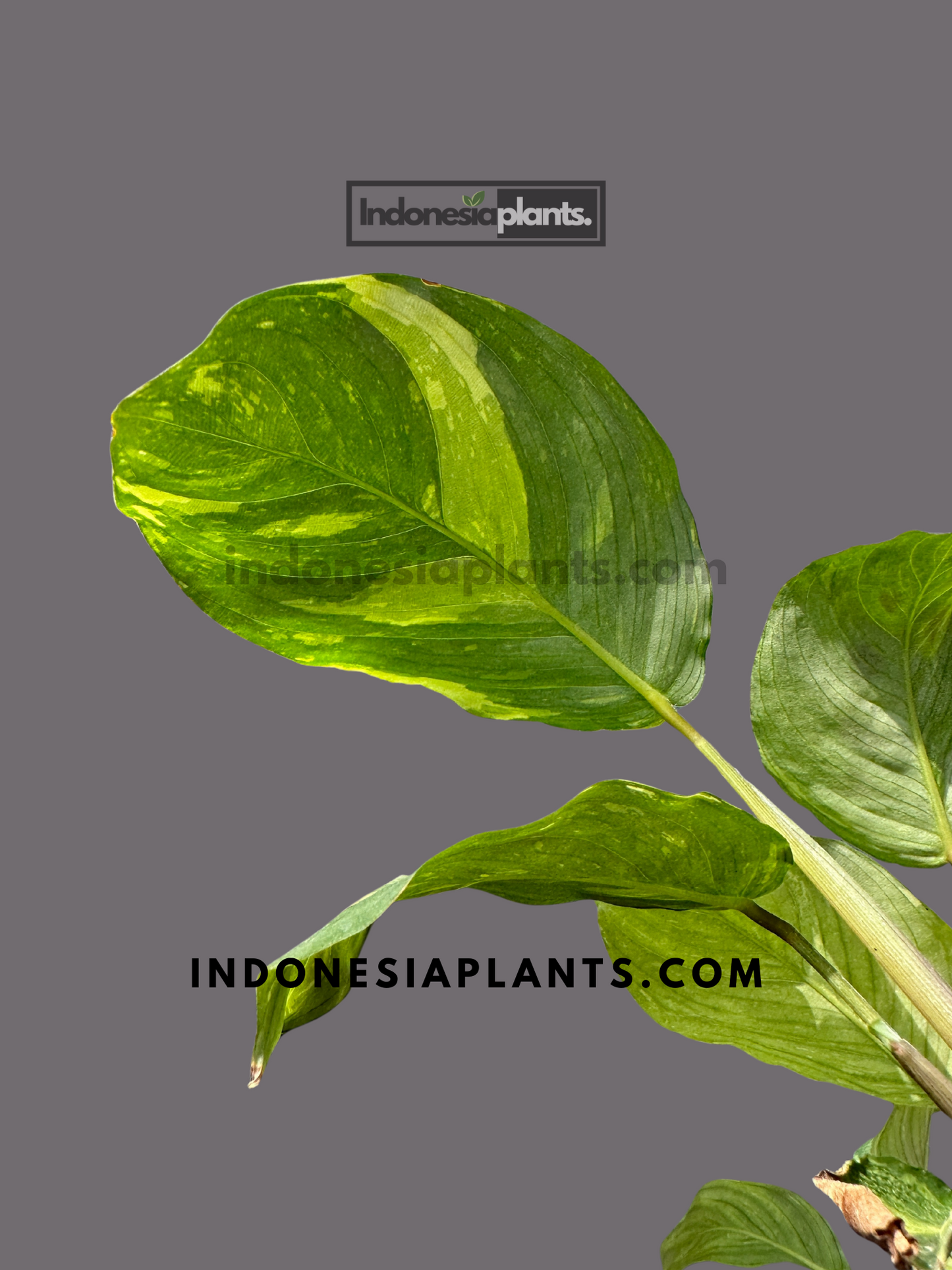 Calathea Levonero Maranta Leuconeura Variegated