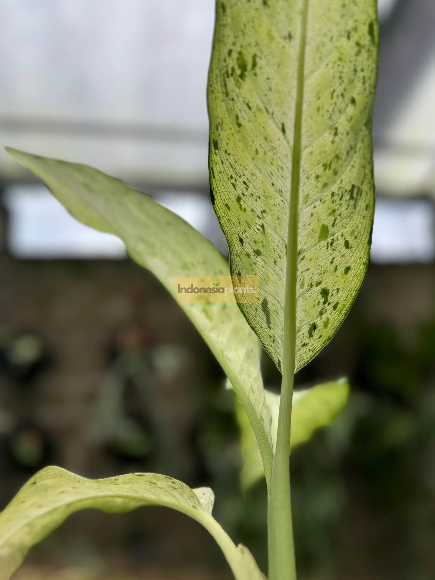 Hand holding one of the pale green, freckled leaves of Dieffenbachia Camouflage, showcasing its size and unique spotting pattern.
Top-down view of Dieffenbachia Camouflage displaying its trio of elongated, minty leaves speckled with green across a perforated metal surface.
Close-up of the backlit Dieffenbachia Camouflage leaf highlighting its rich texture, upright stem, and dark green variegated spots.