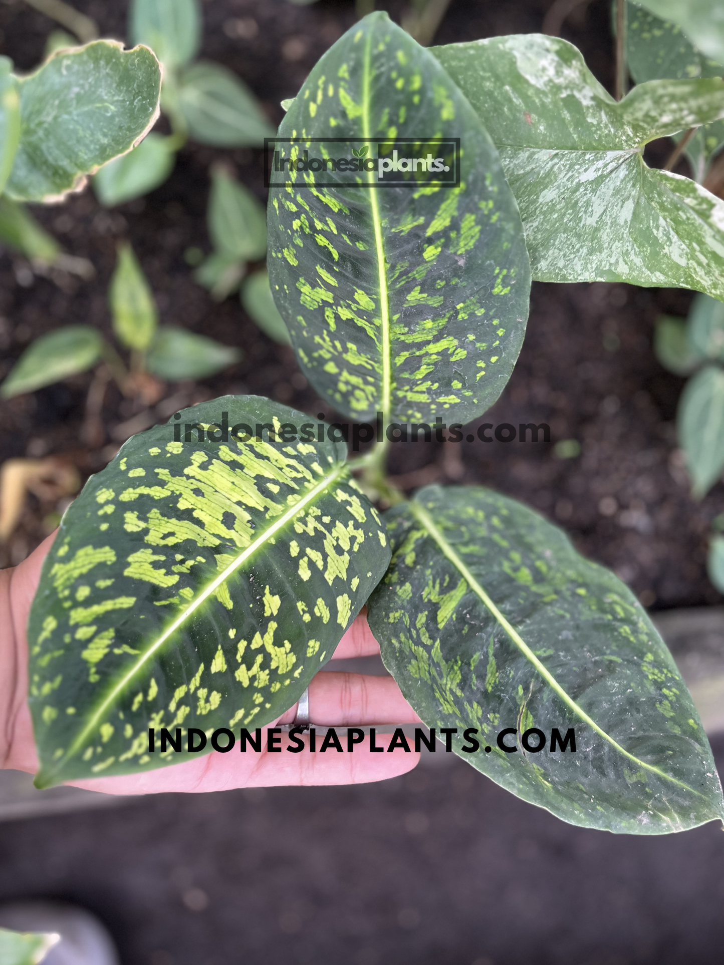 Medium-sized Dieffenbachia Reflector live plant displaying multiple glossy camouflage-patterned tropical leaves.