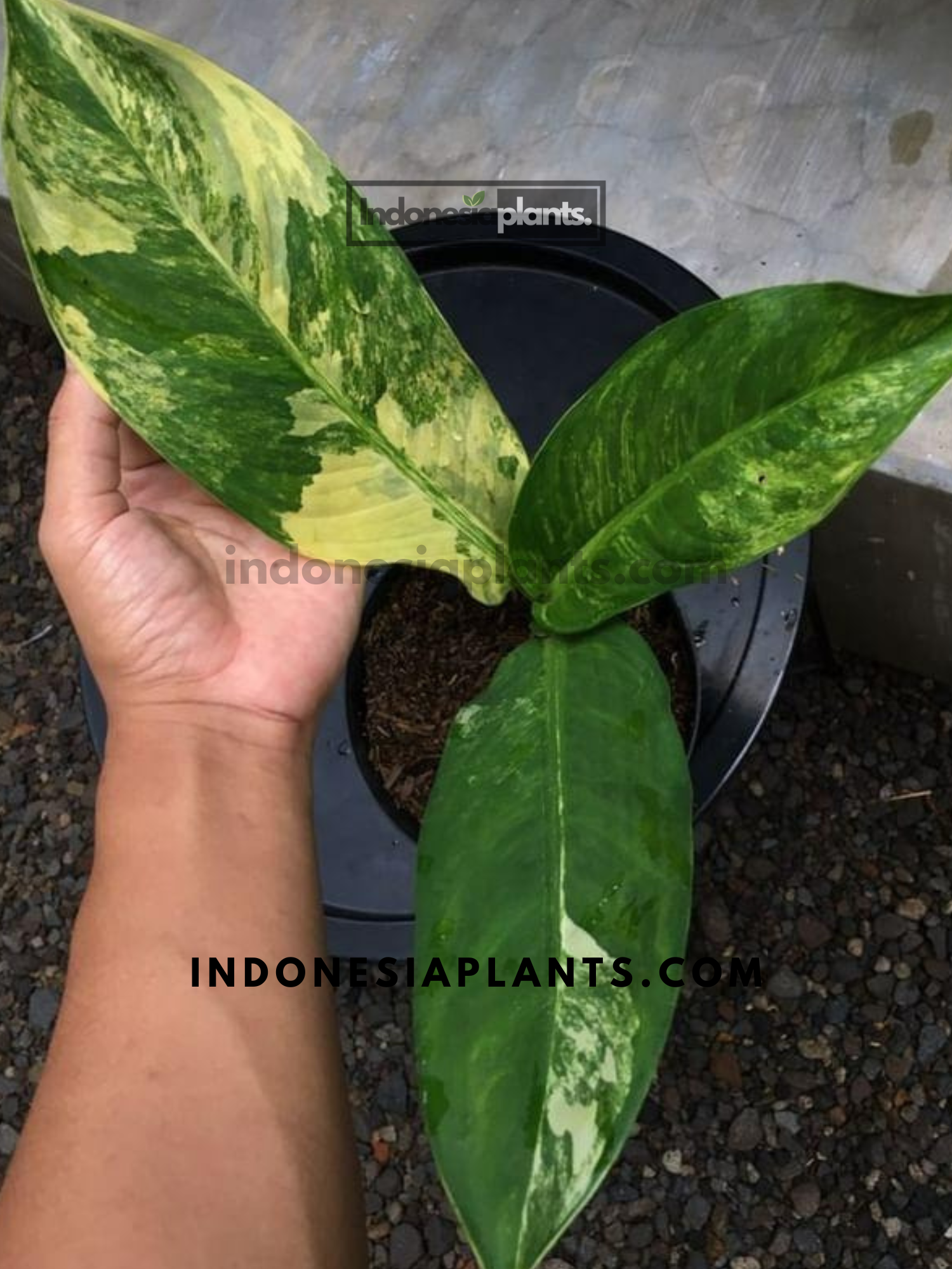 dieffenbachia big ben variegata Dieffenbachia Big Ben variegated MD-LG *Preorder* (5733P:G)