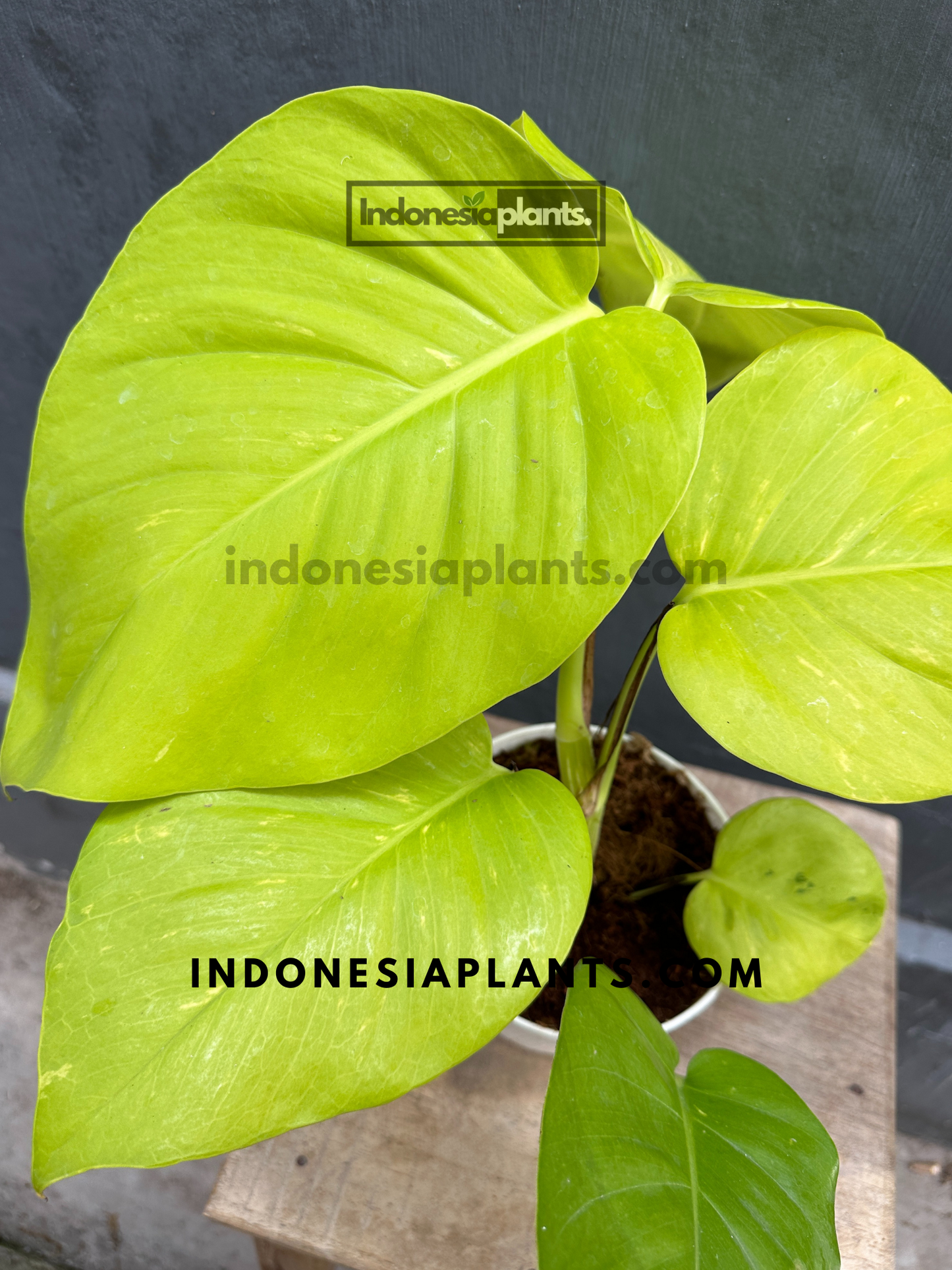 Epipremnum Lemon large size