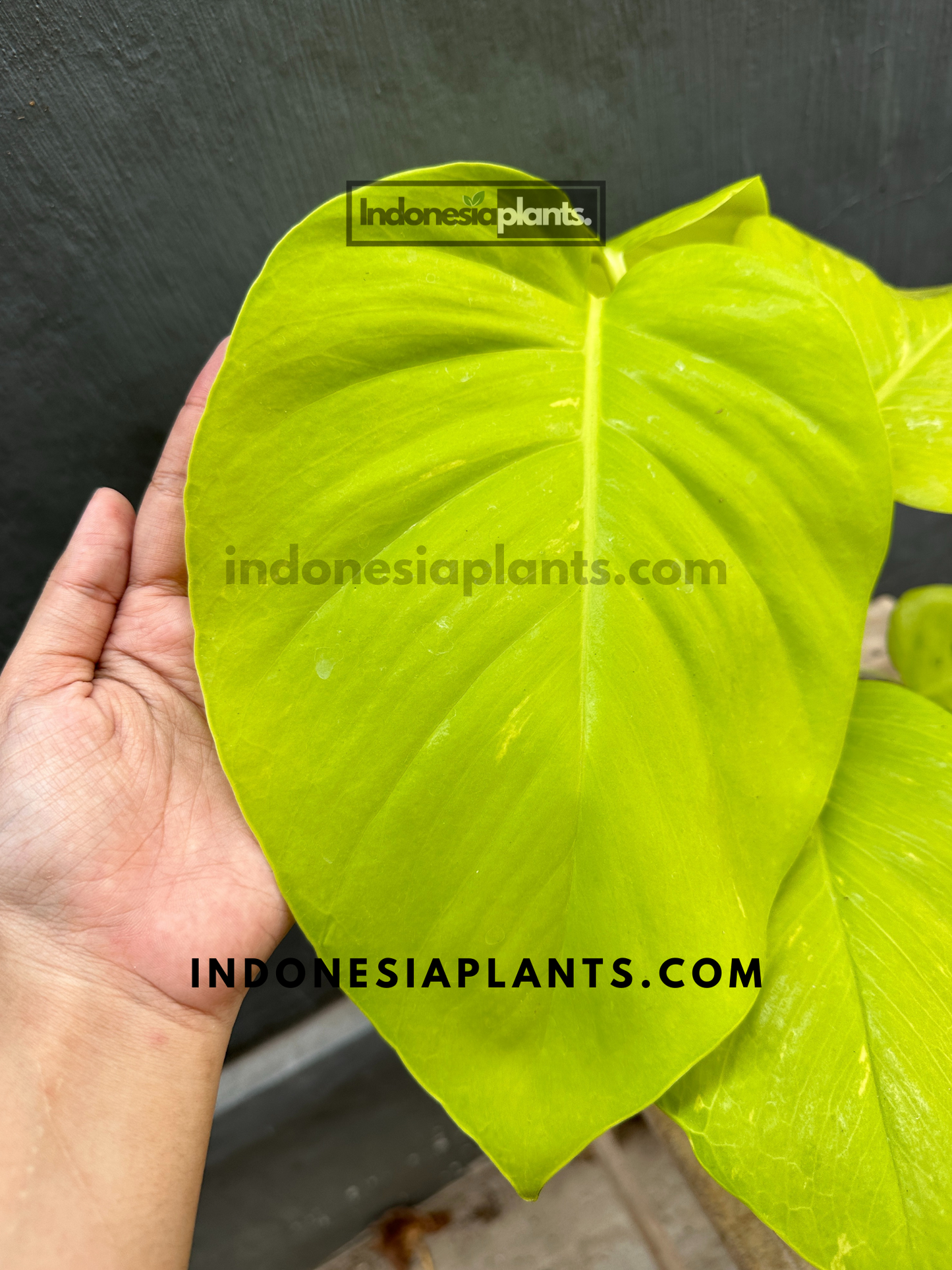 Epipremnum Lemon large size