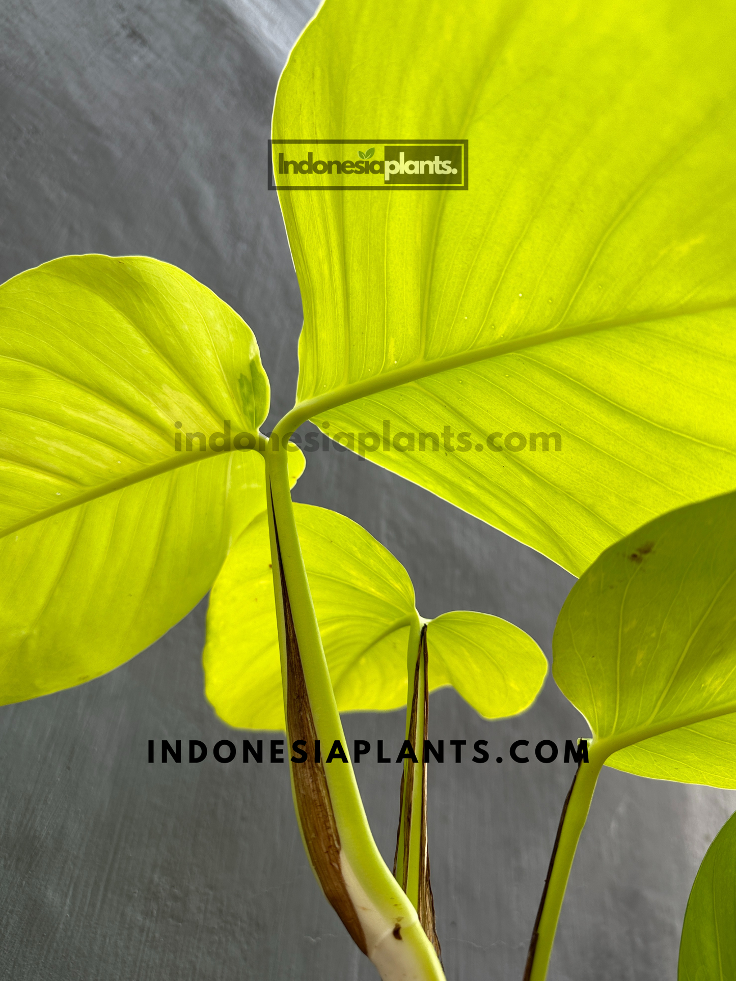 Epipremnum Lemon large size