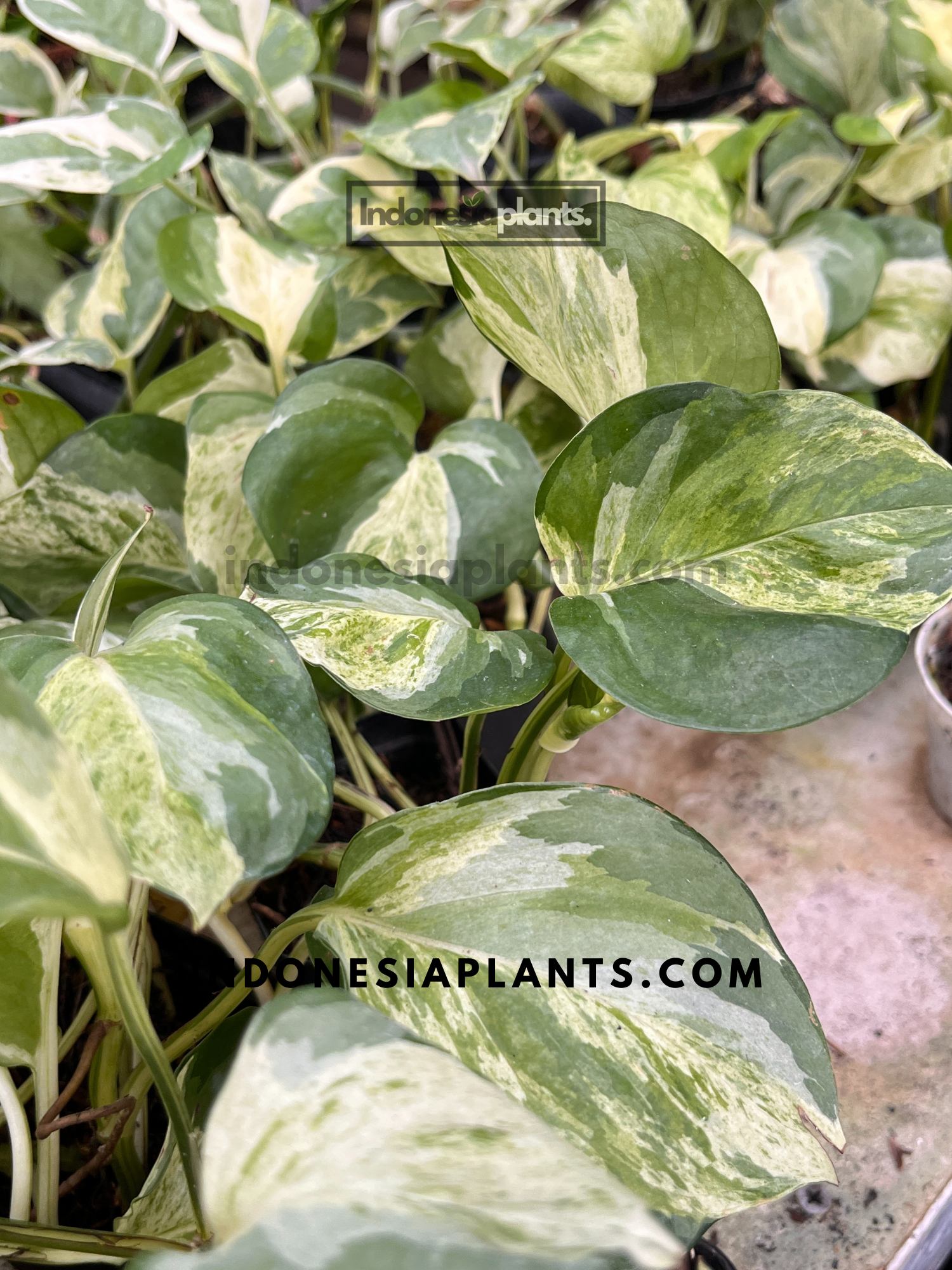 pothos us Epipremnum Manjula Pothos
