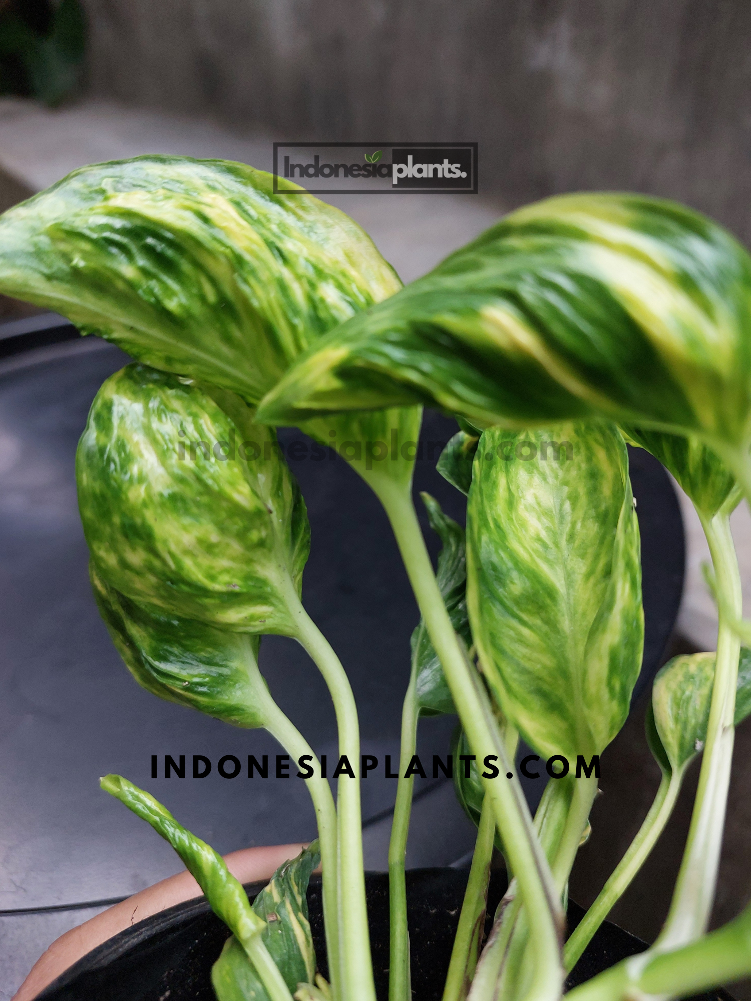 variegated shangri la pothos Epipremnum Shangri La Variegated – INDONESIAPLANTS