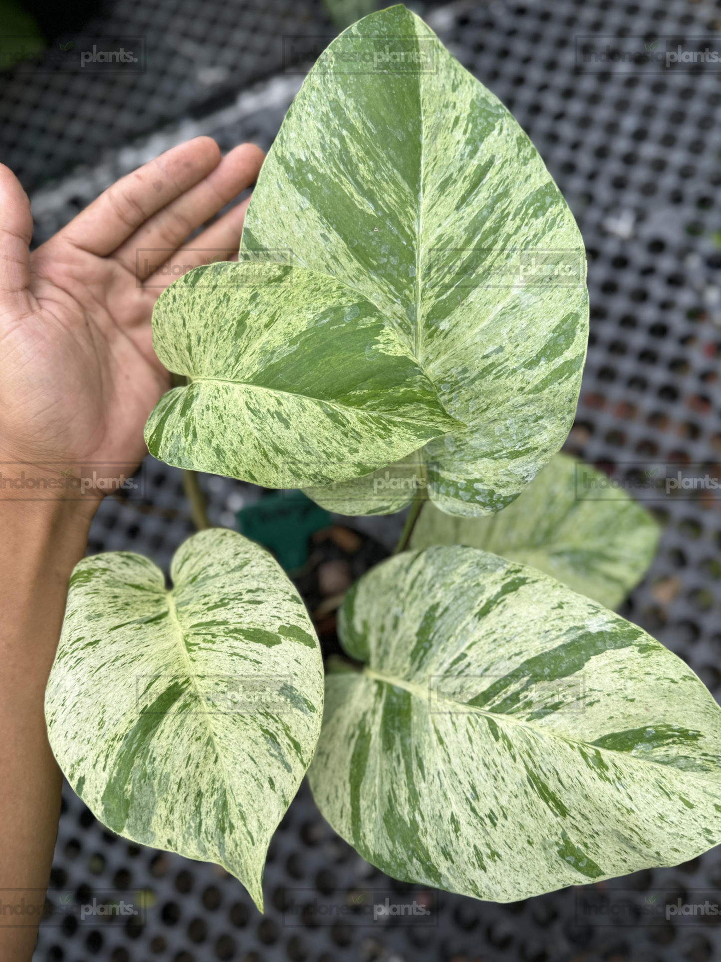 Large Epipremnum Marble Queen plant with multiple highly variegated leaves and mature growth.