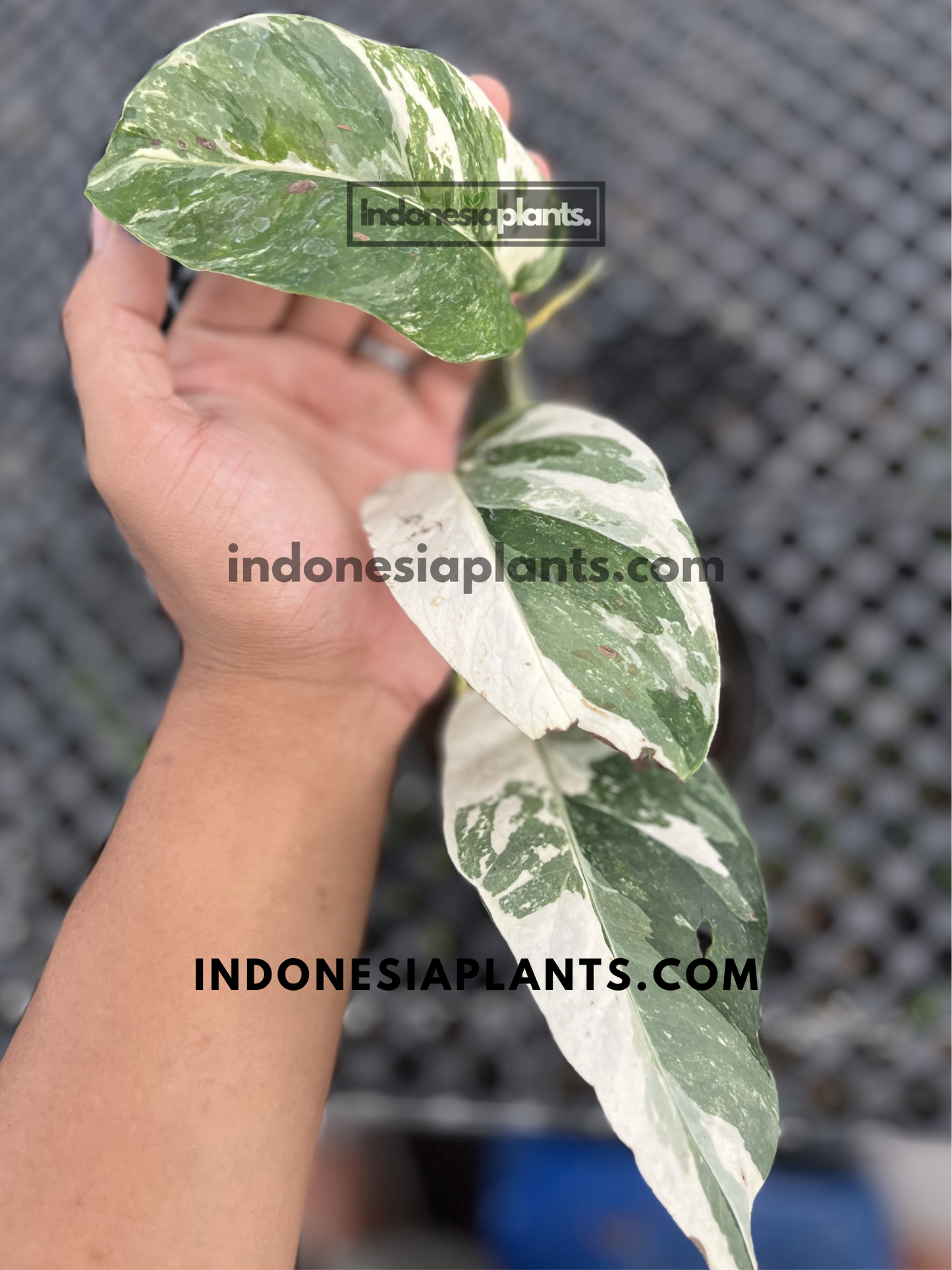Variegated Epipremnum Pinnatum displaying elongated foliage with high-contrast white and green sectoral variegation.