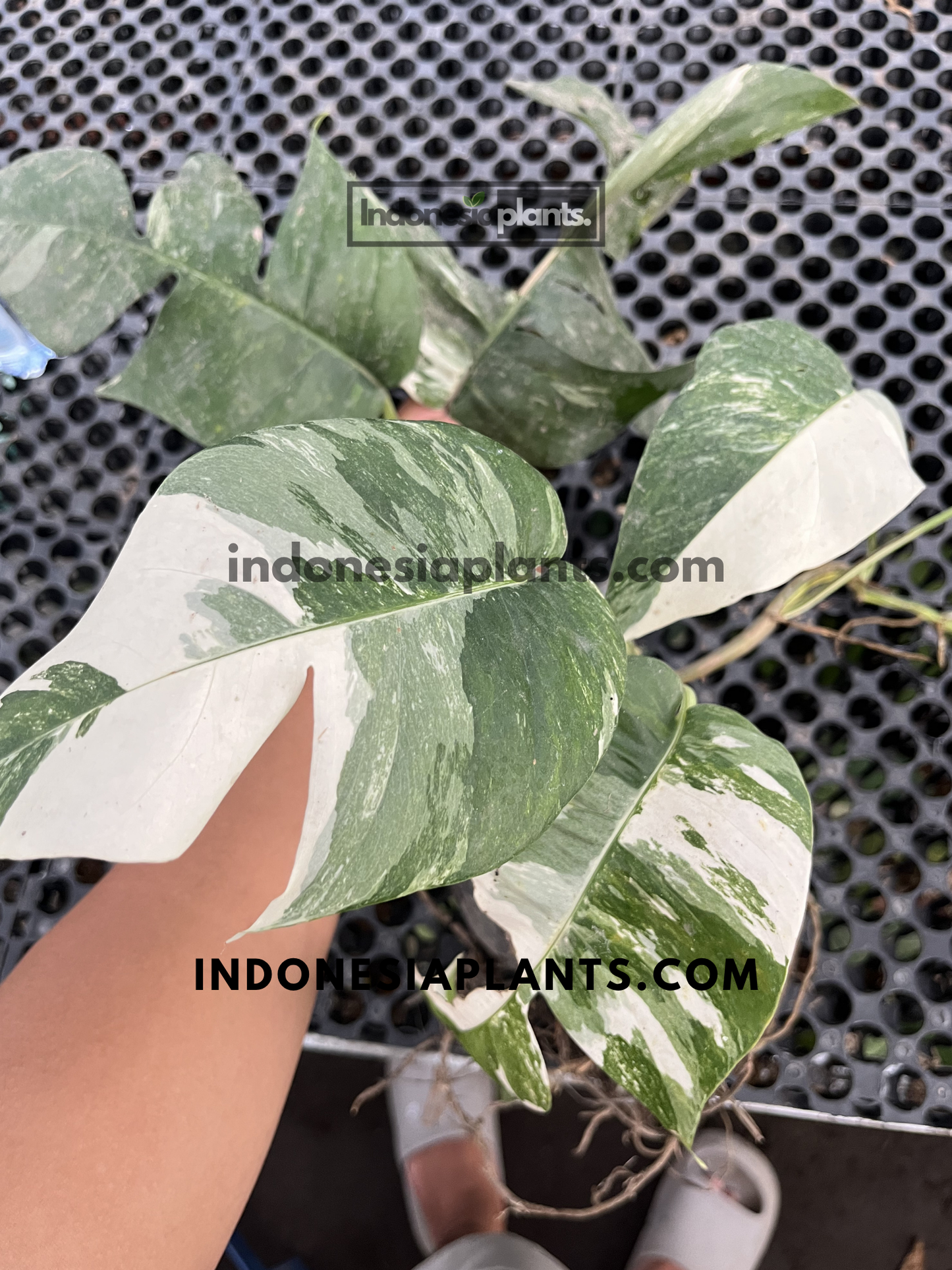 Medium-sized Epipremnum Pinnatum Variegated with mature foliage and dramatic white marbled patterns.