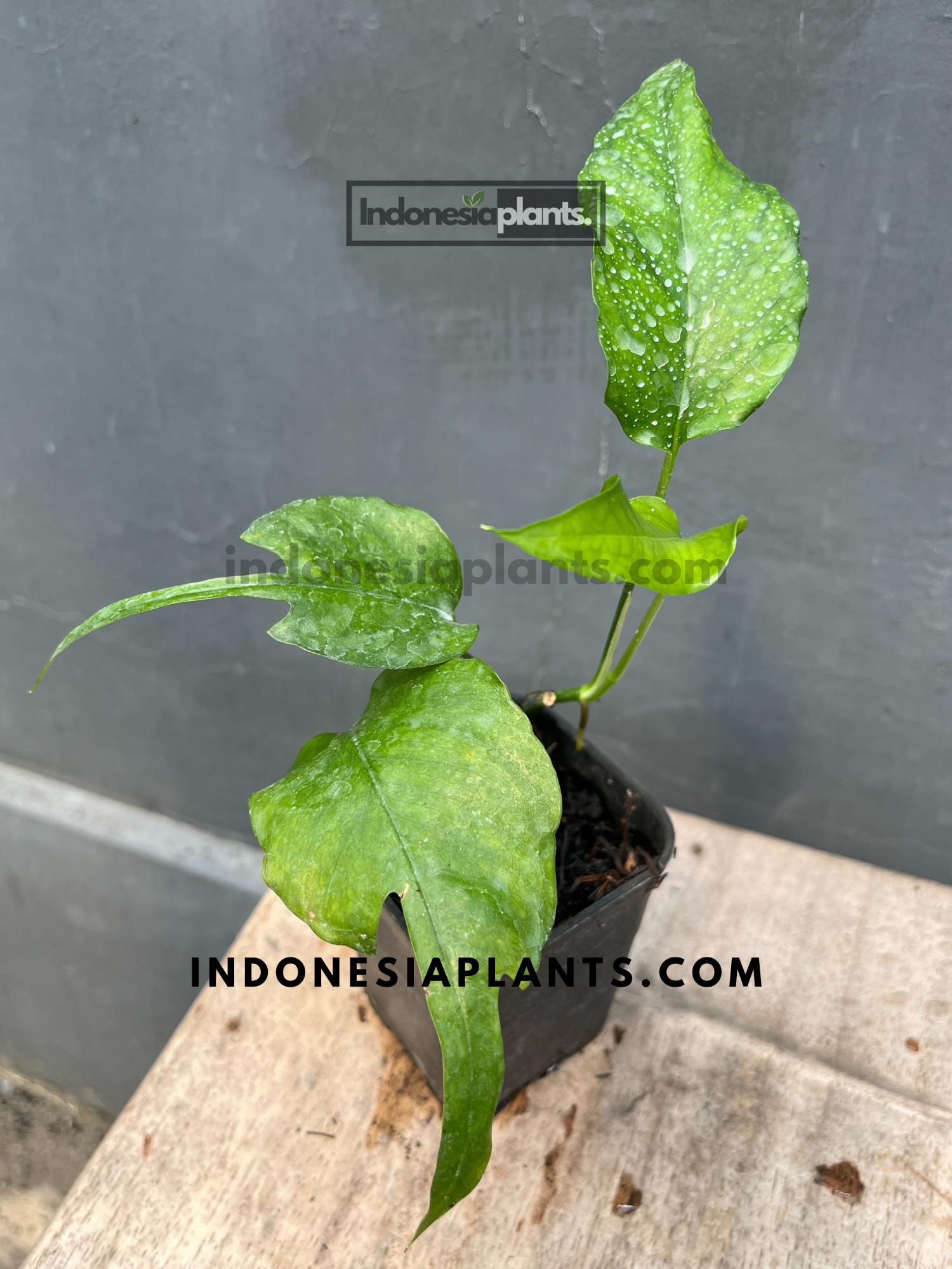 philodendron skeleton key for sale Epipremnum Skeleton Key Mature – INDONESIAPLANTS