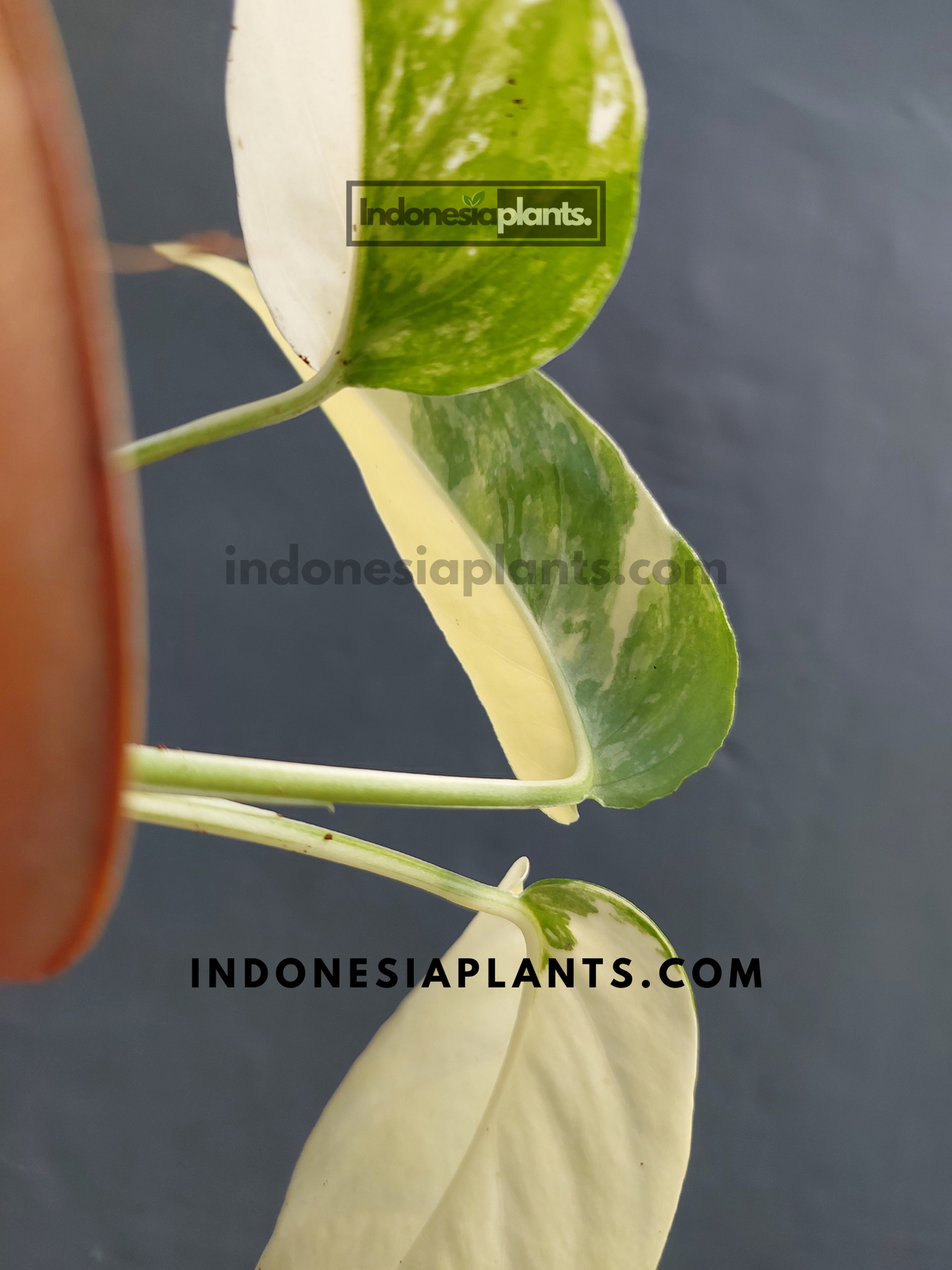 A back view of Epipremnum Pinnatum Albo Variegated, highlighting its green and white marbled leaves.