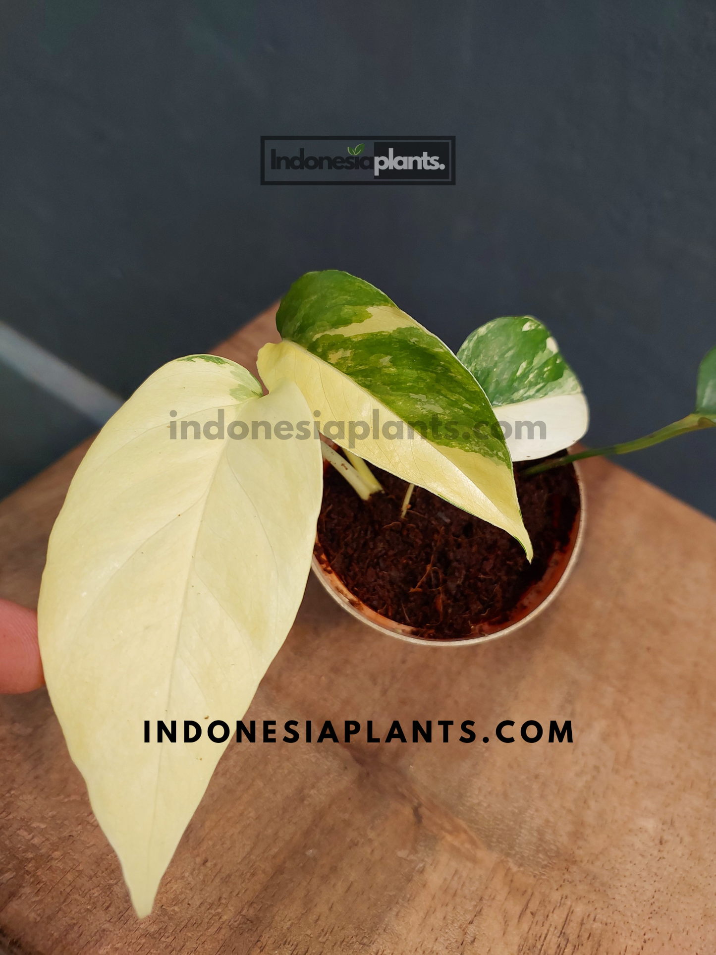 A full view of Epipremnum Pinnatum Albo Variegated in a pot, showcasing its glossy, variegated leaves.