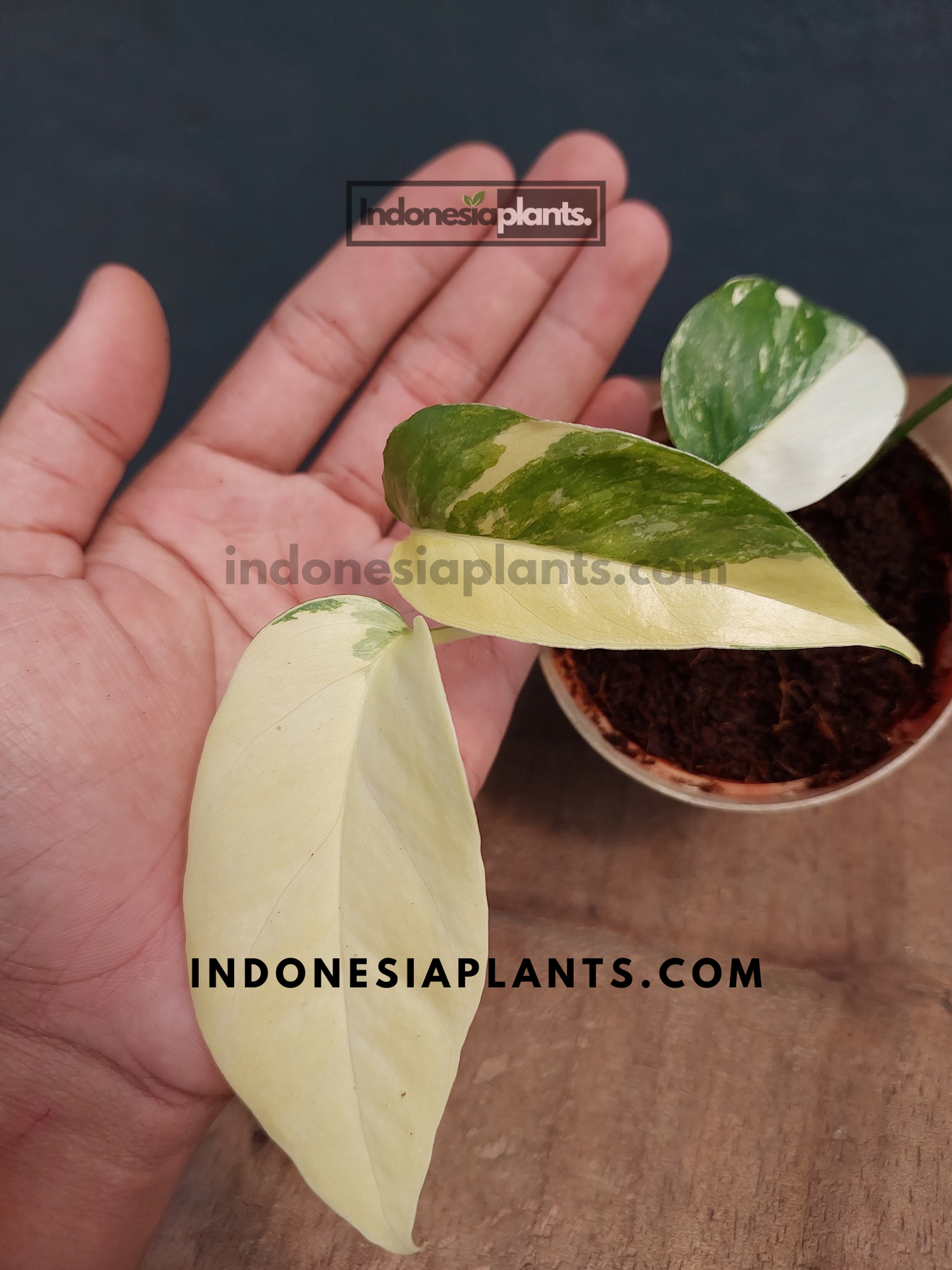A hand holding Epipremnum Pinnatum Albo Variegated, displaying its beautiful variegated foliage.