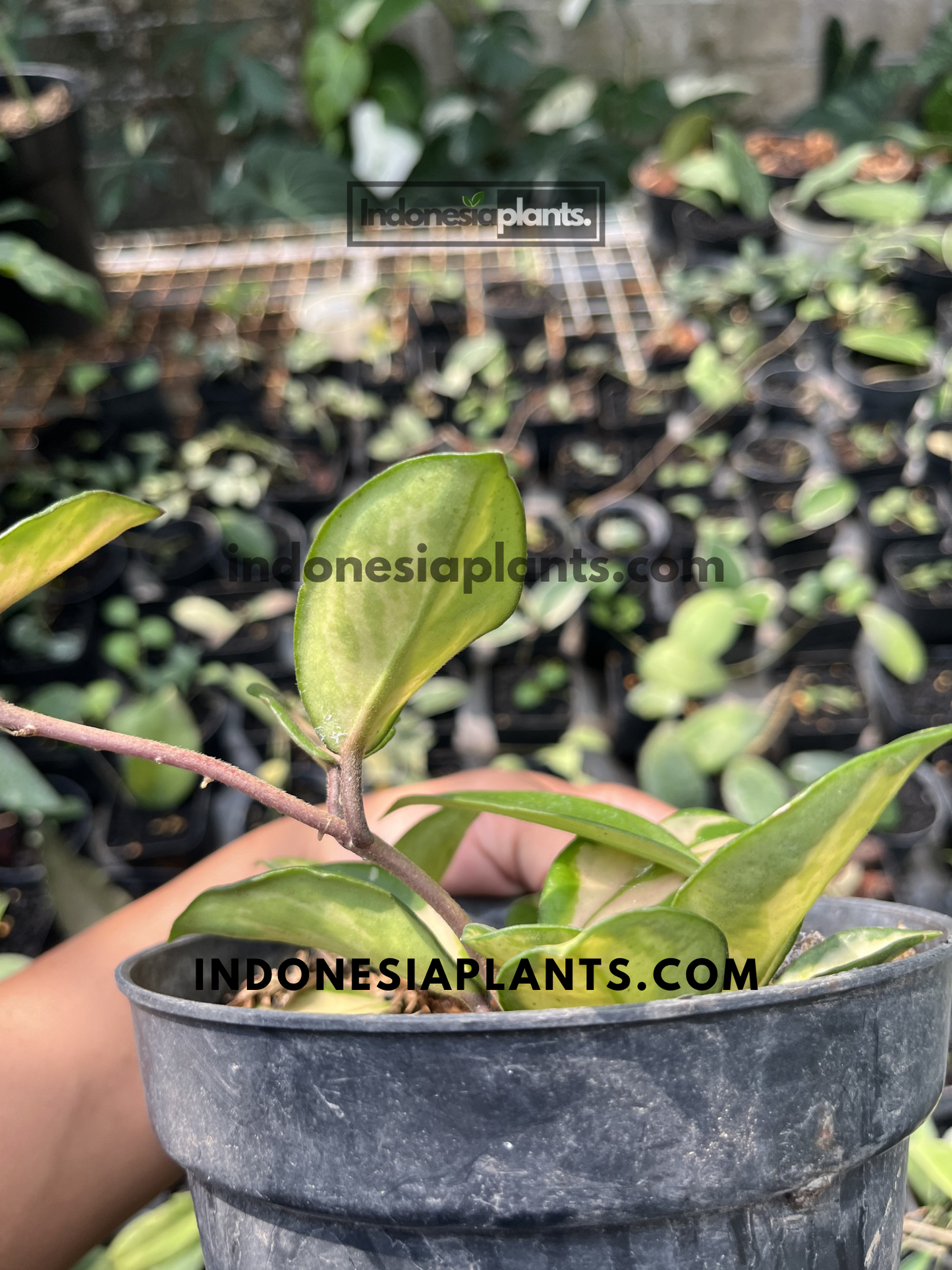 Side view of Hoya Krimson Princess Carnosa Variegated showing trailing vine and cream-centered variegated leaves.