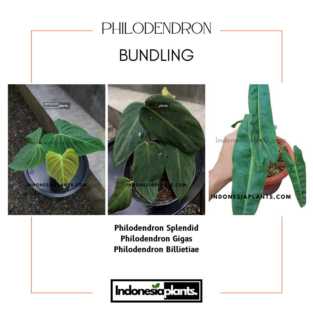philodendron bill Bundle of Philodendron Splendid, Philodendron Gigas, Philodendron Billietiae