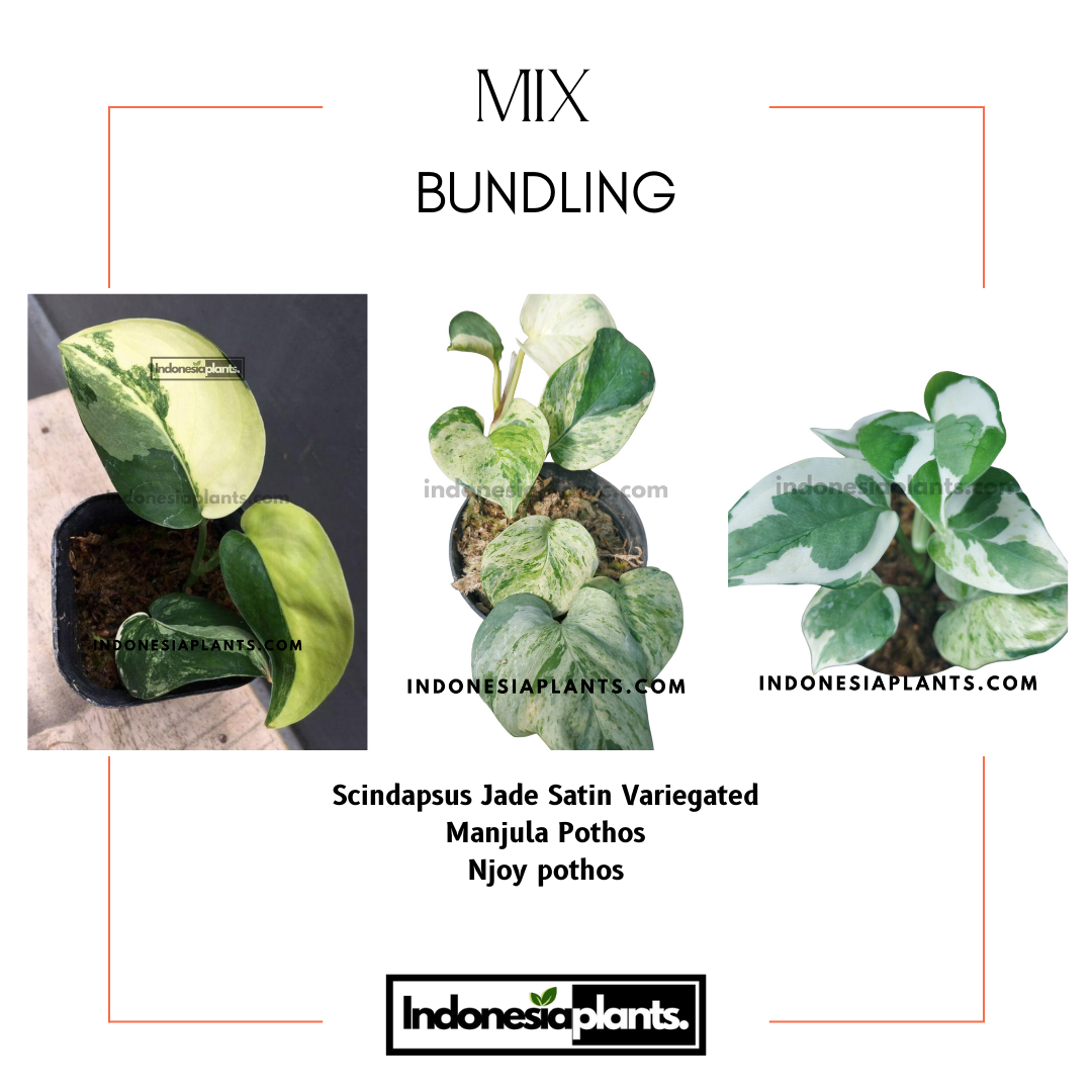 manjula pothos vs njoy Bundle of Scindapsus Jade Satin Variegated, Manjula Pothos, Njoy potho – INDONESIAPLANTS