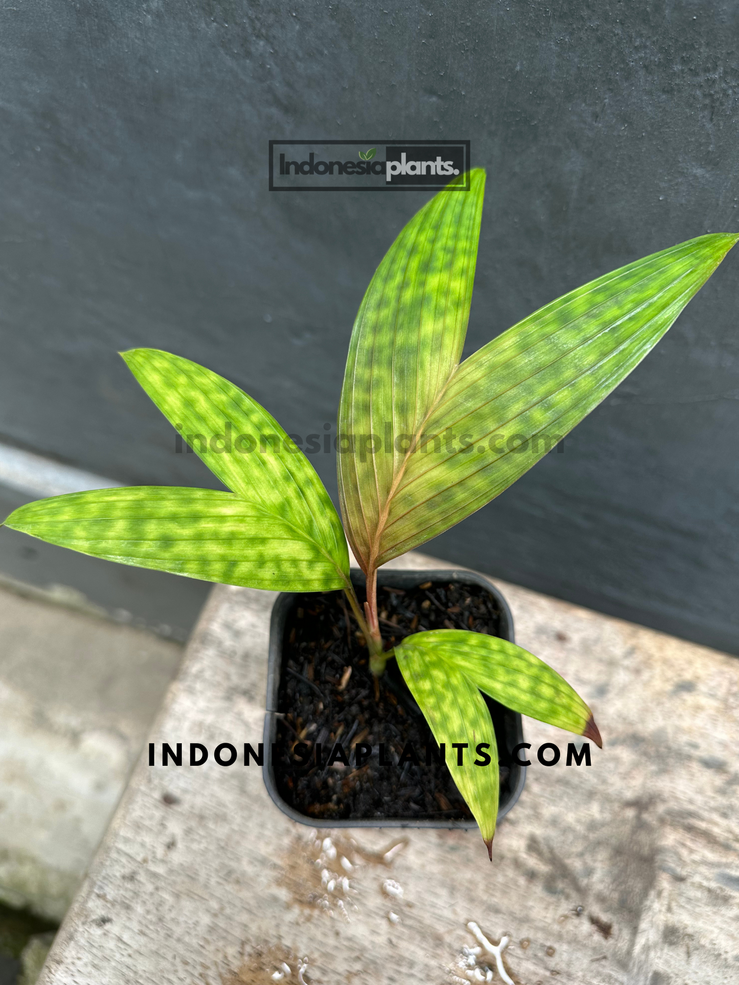 Licuala Maculata Palm, showcasing its vibrant speckled green leaves.