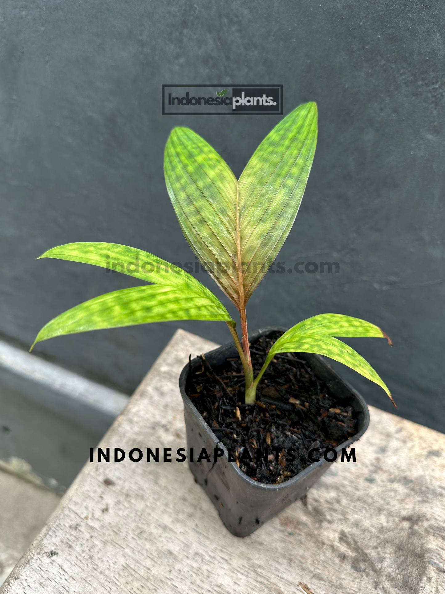 Licuala Maculata Palm in a black pot, emphasizing its unique speckled foliage.