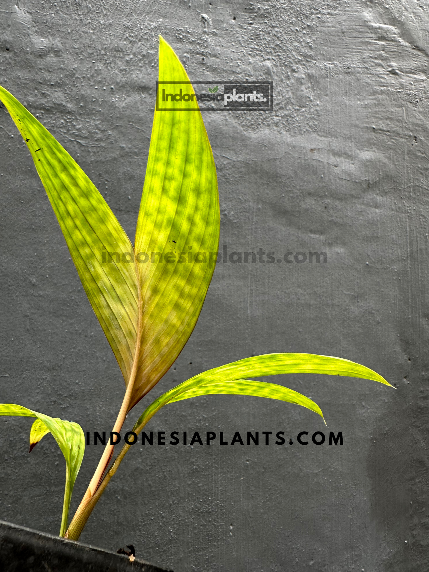 Detailed back view of Licuala Maculata Palm leaves, highlighting the textured green patterns.