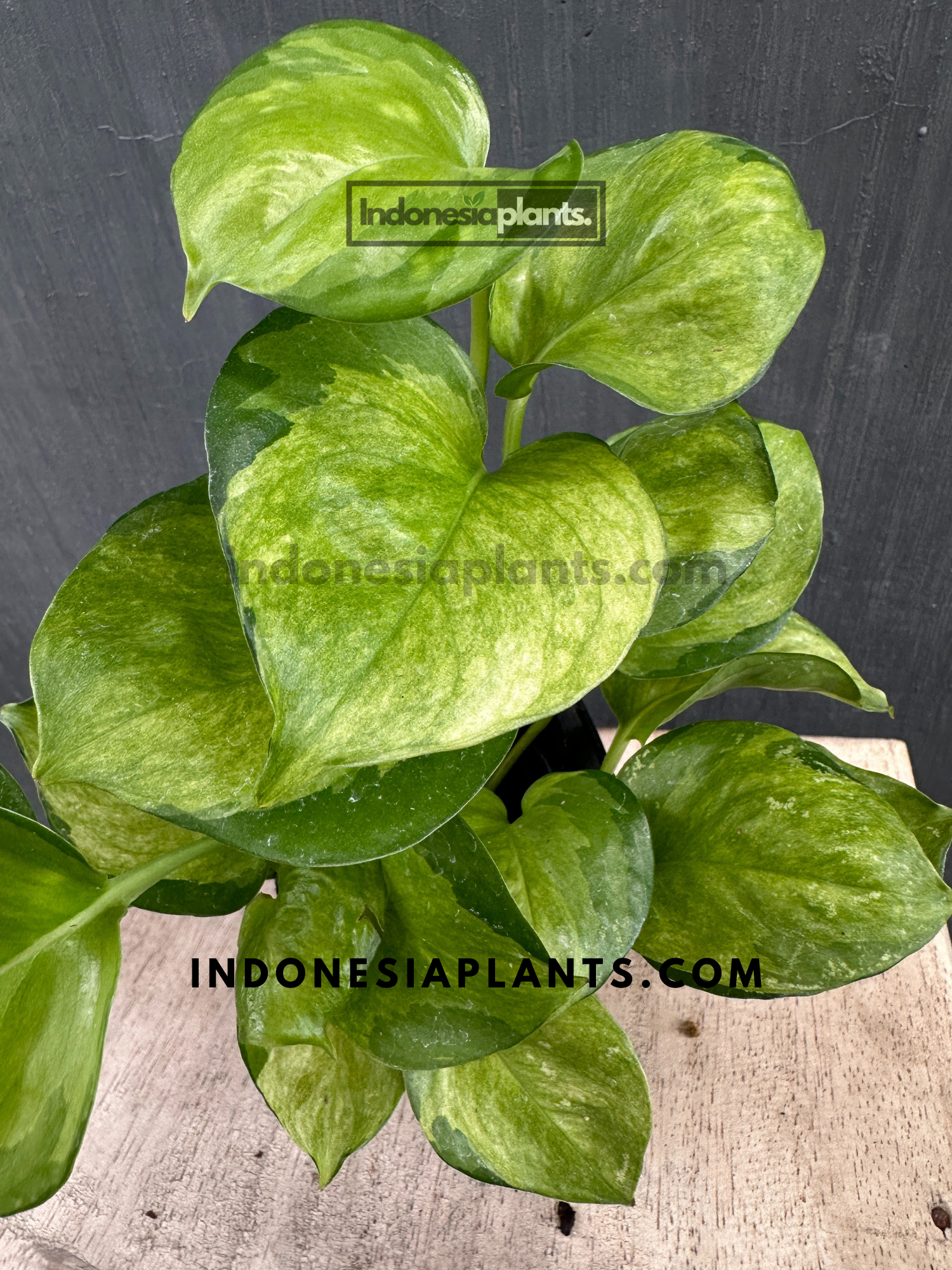 mint pothos Epipremnum Manjula Pothos Mint