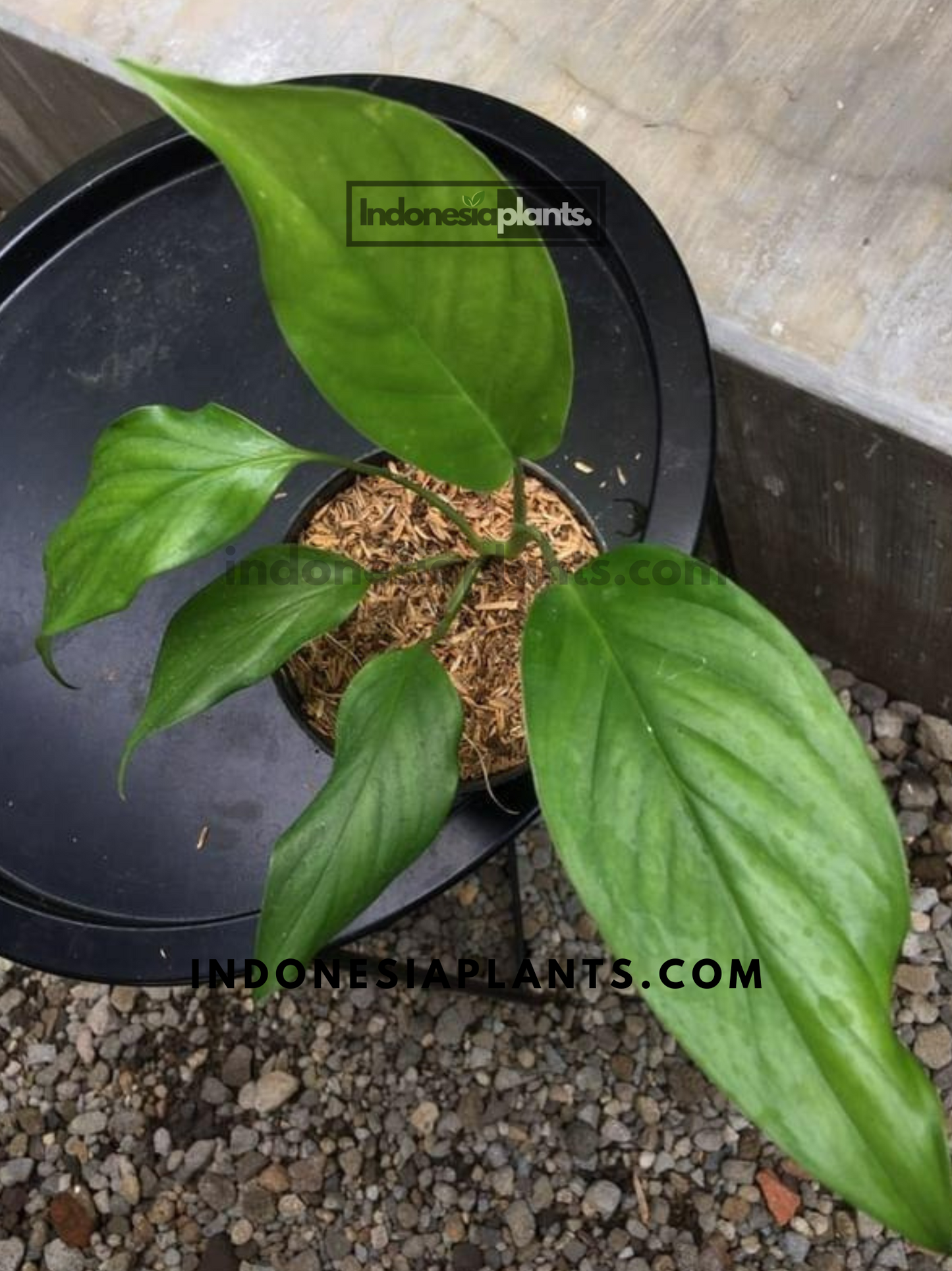 Monstera Acacoyaguensis