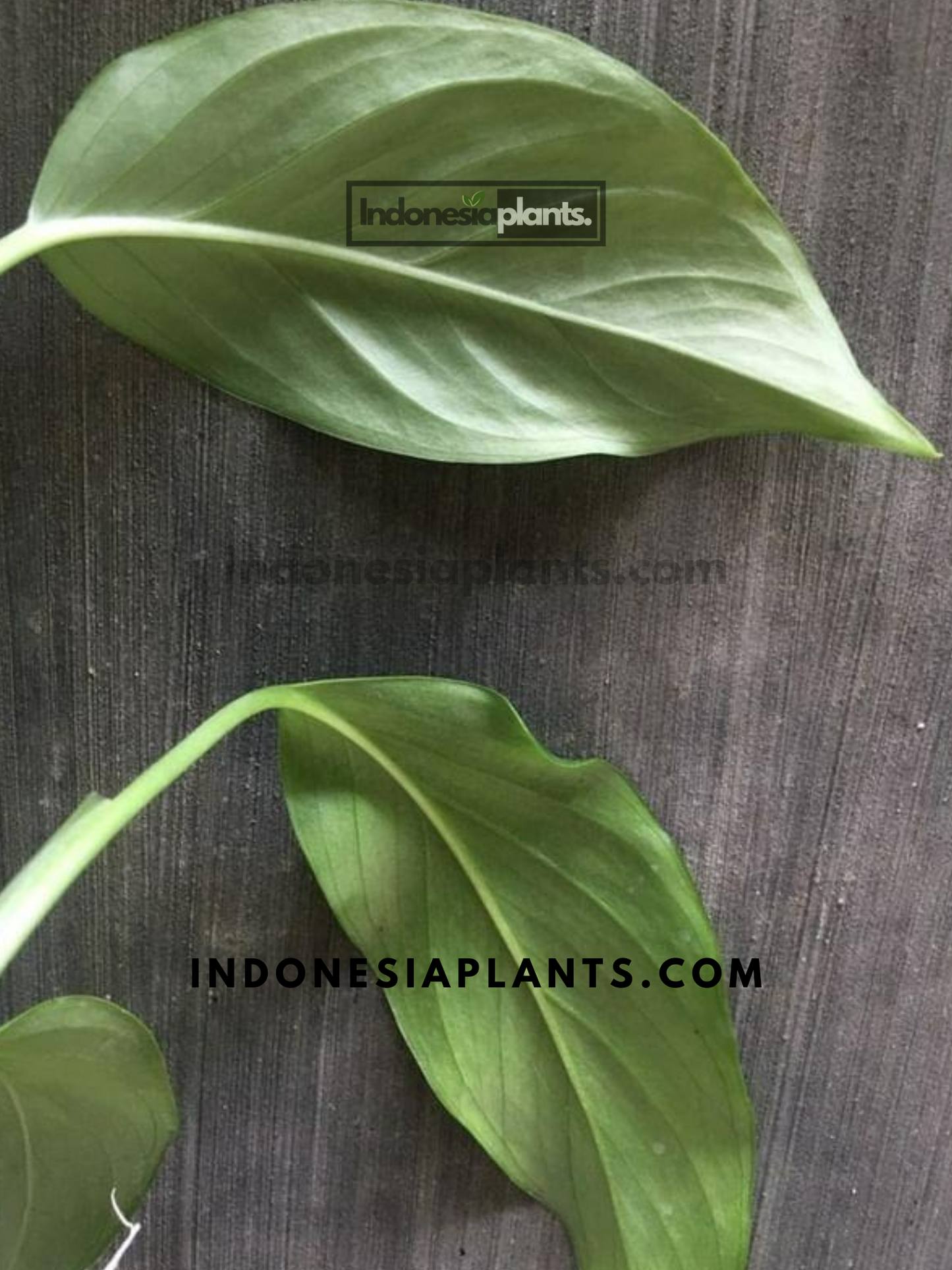 Monstera Acacoyaguensis