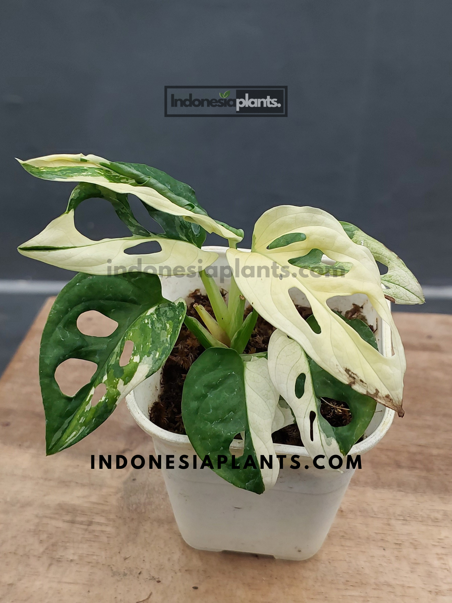 monstera adansonii variegated indonesia Monstera Adansonii Japan Lab Albo Variegated
