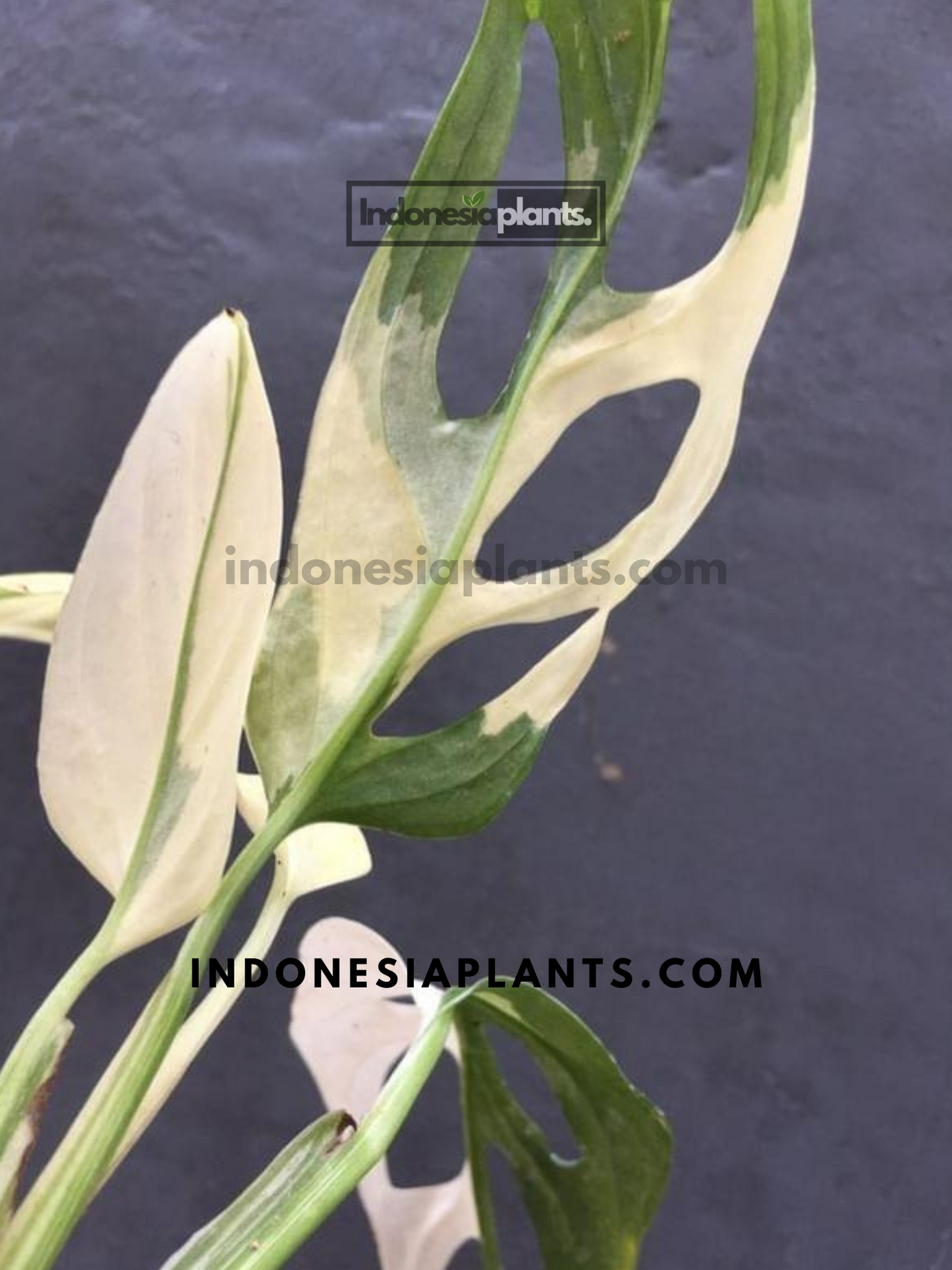 Monstera Adansonii Giant Variegated Albo