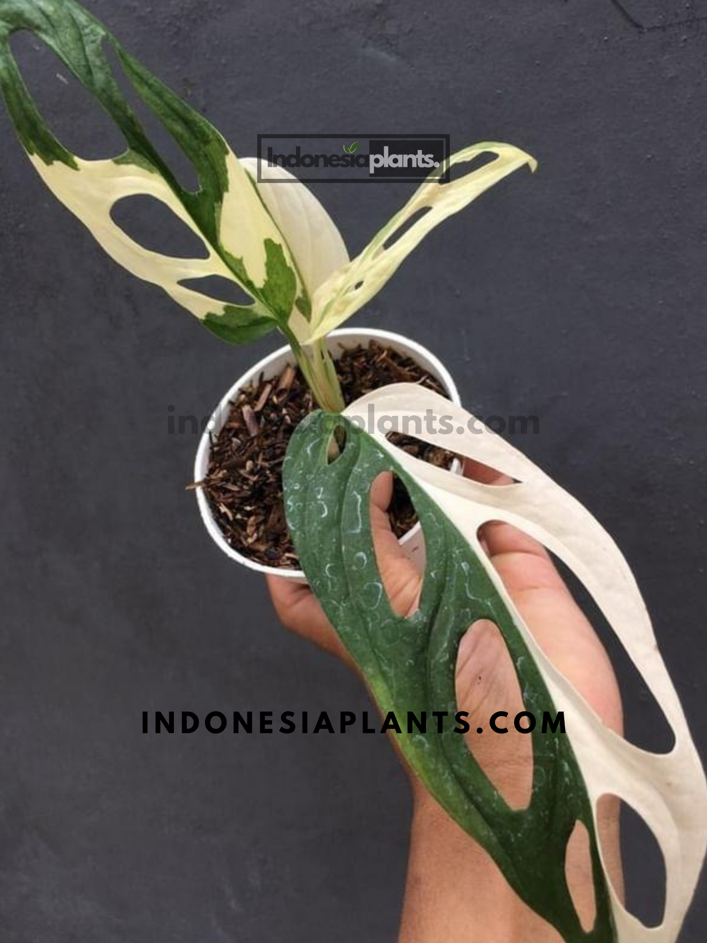 Monstera Adansonii Giant Variegated Albo
