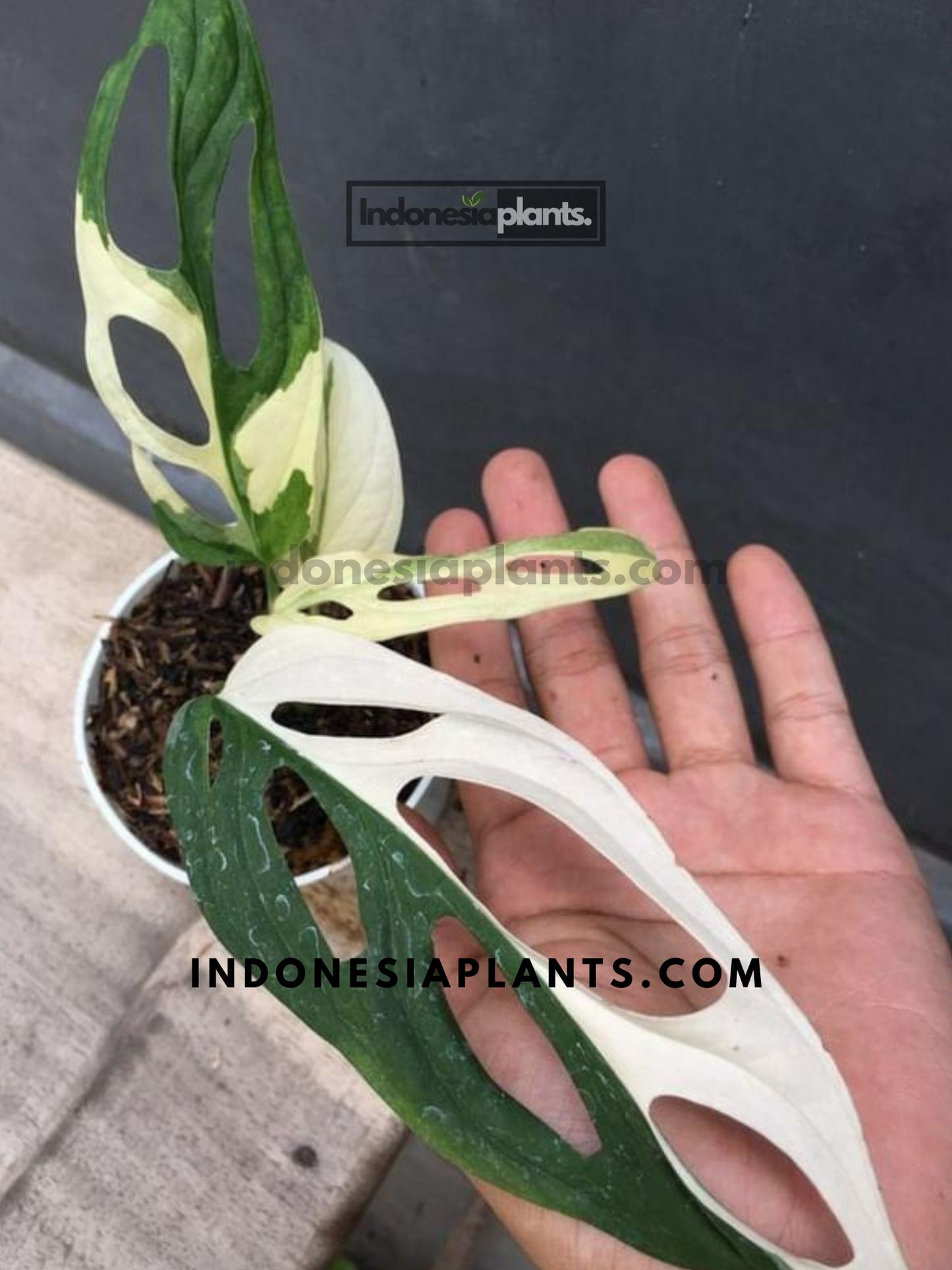 Monstera Adansonii Giant Variegated Albo