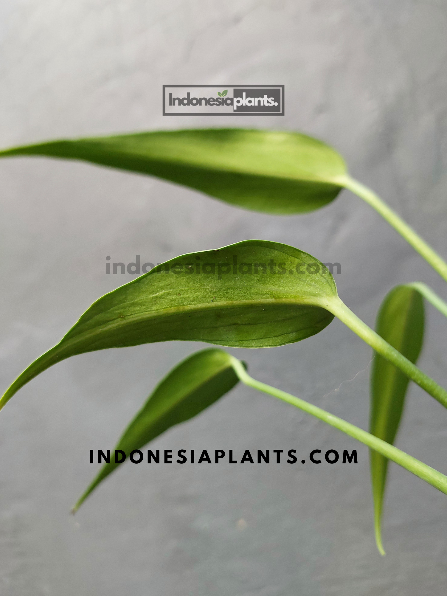 Monstera Burle Marx Flame