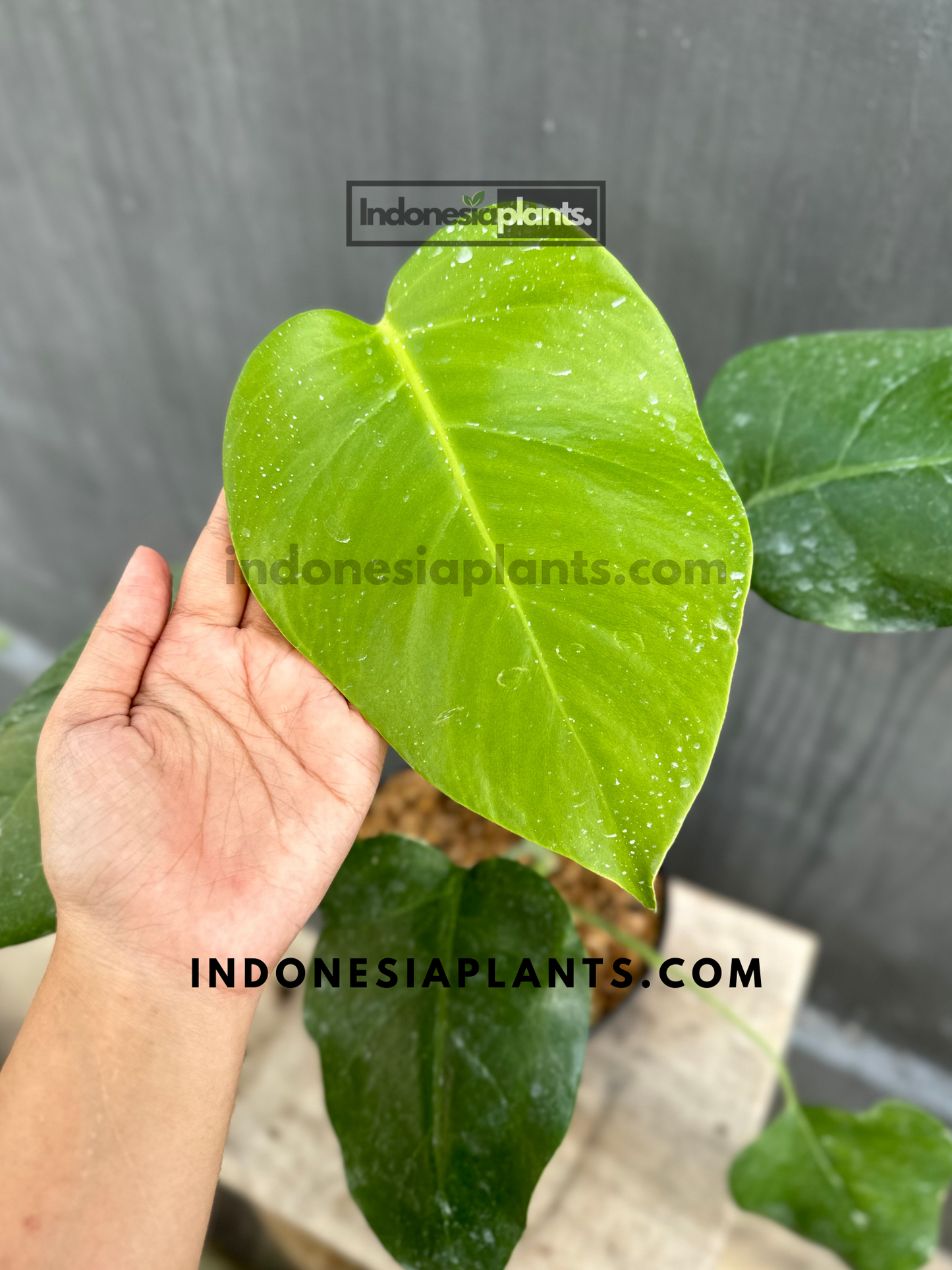 Front view of Monstera Deliciosa Non-Fenestrated showcasing its large, heart-shaped green leaves.
