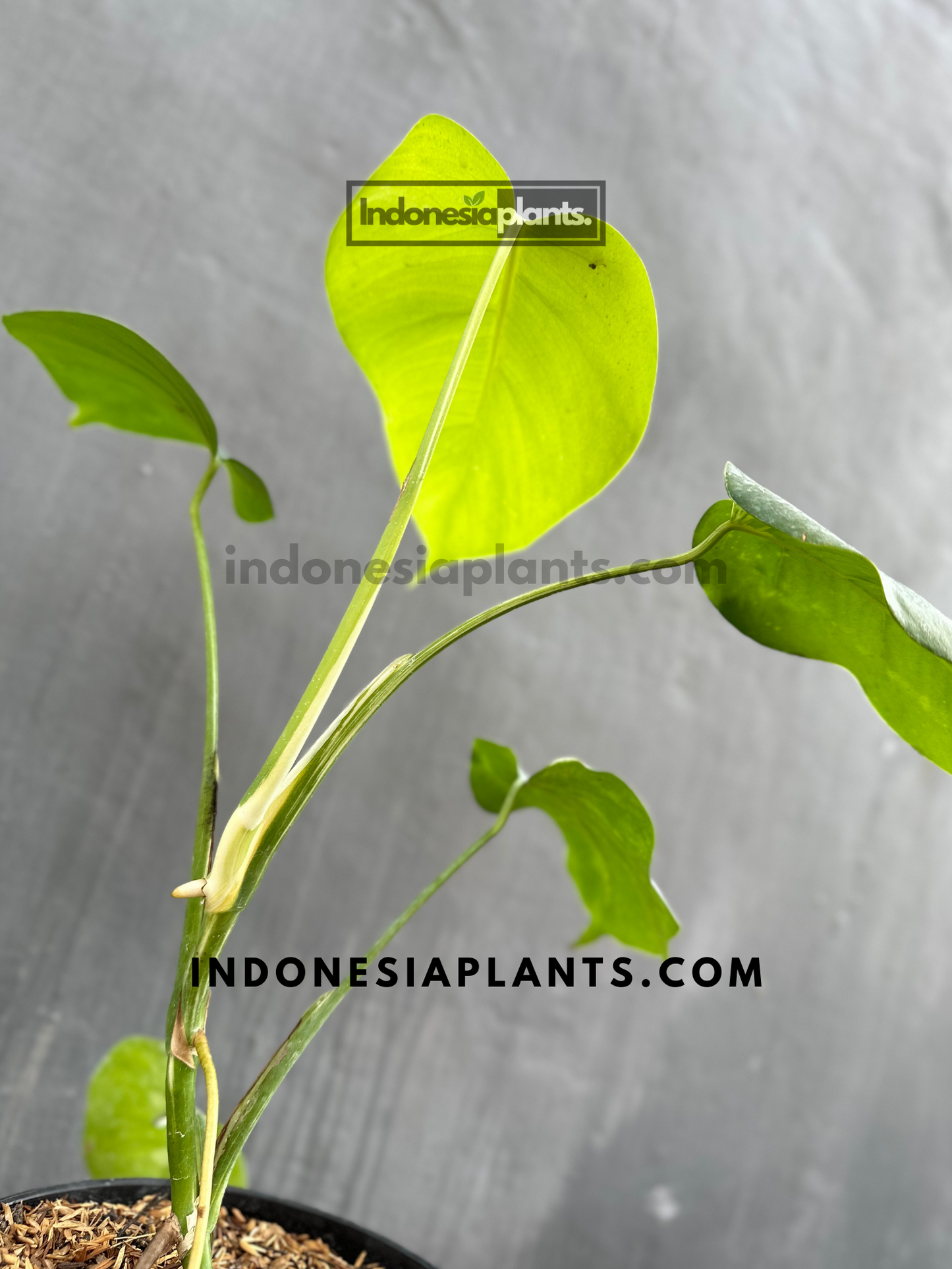 Back view of Monstera Deliciosa Non-Fenestrated leaves, highlighting their smooth, solid surface.